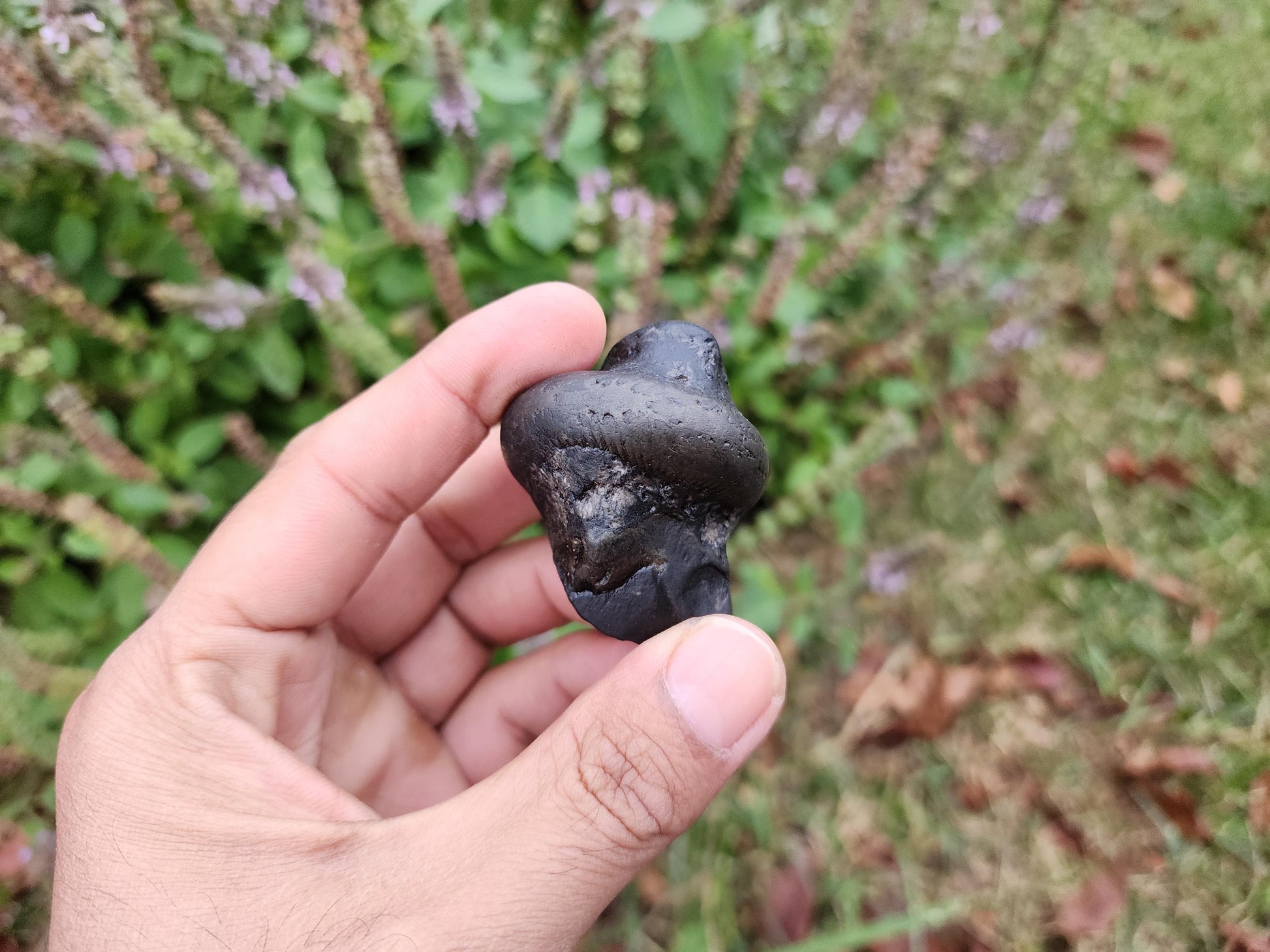 Parsuram Shaligram
