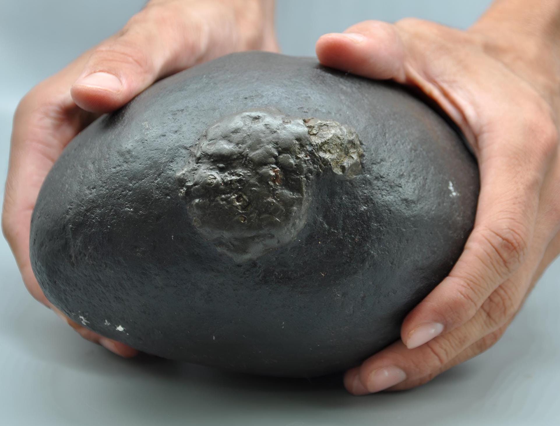 Goddess Parvati Womb Shaligrama, Rare Unprocessed Fossil Stone From Nepal, Extra Large Shaligram With Raw Gold