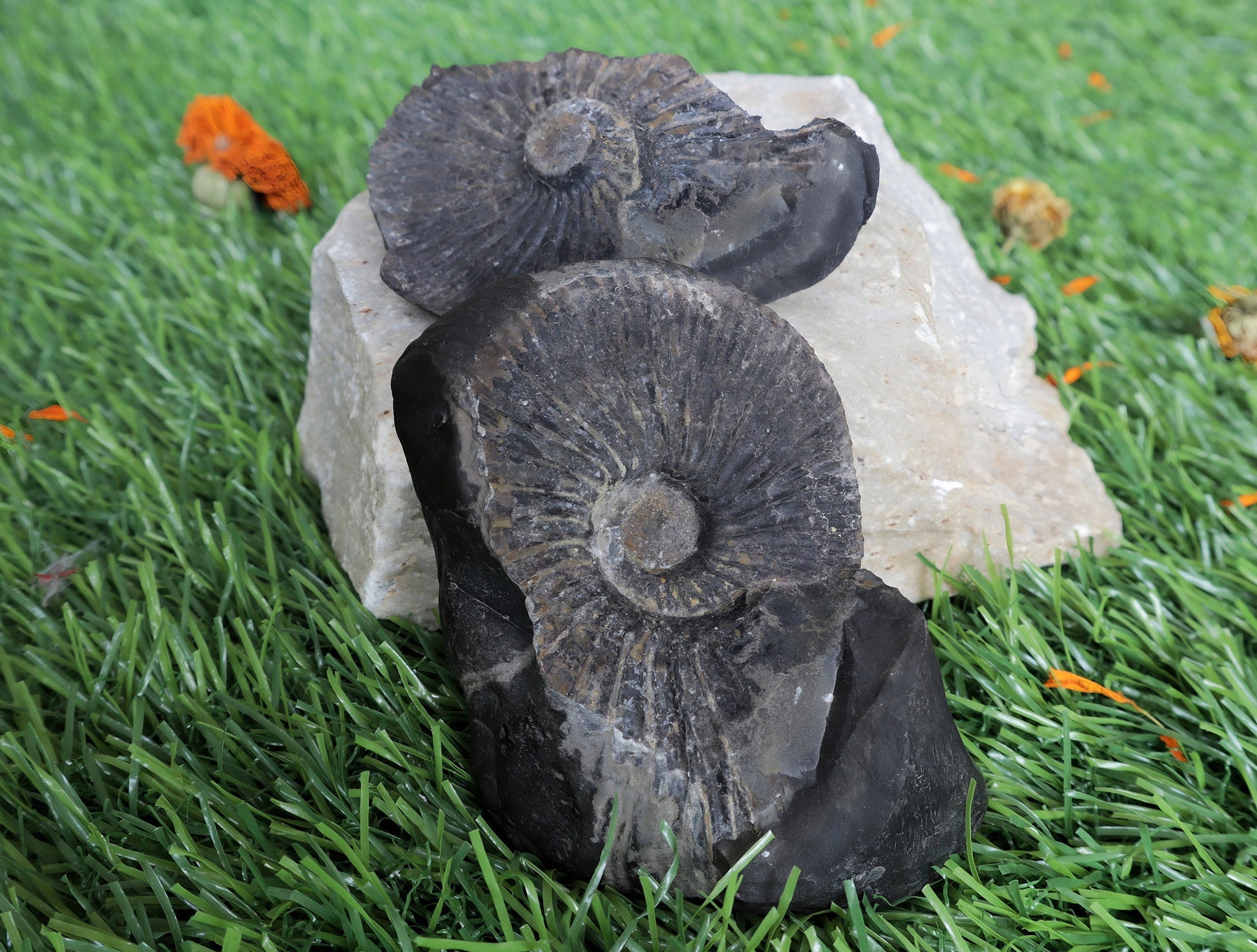 Laxmi Narayan Shaligram Stone
