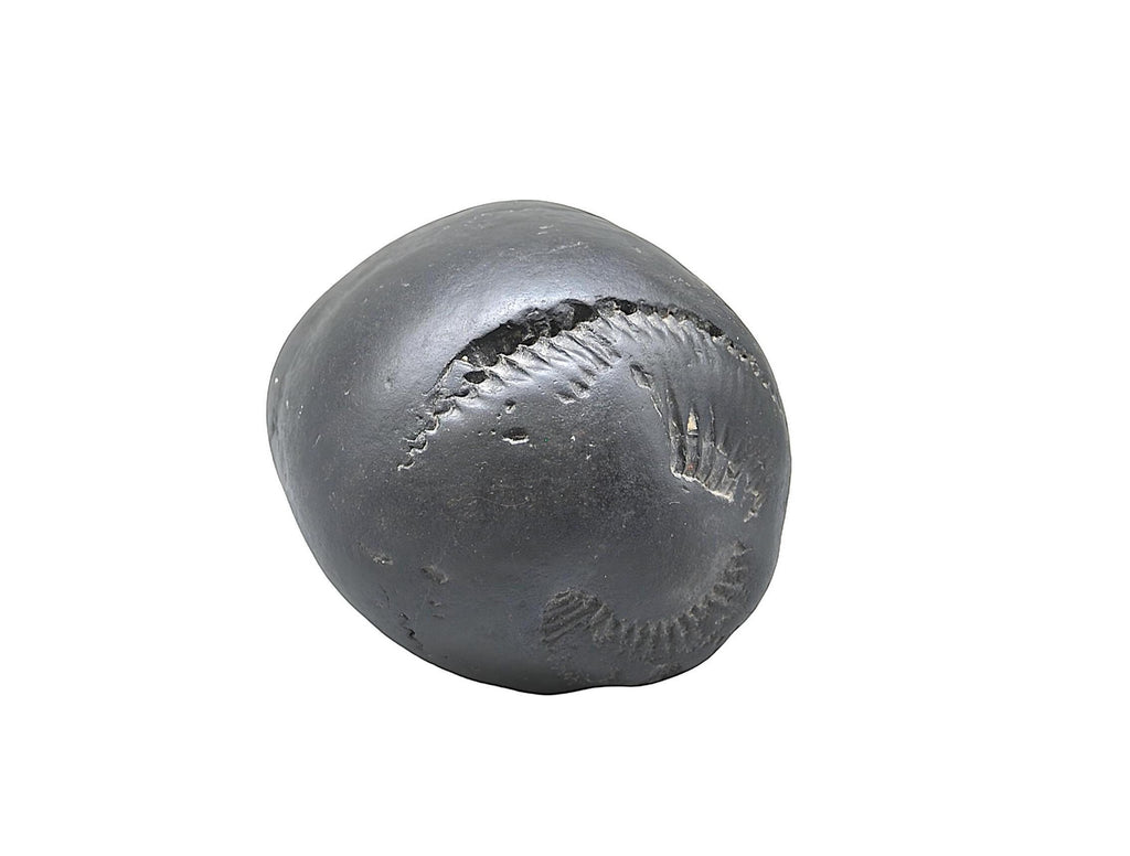 Large Cosmic Chakra Shaligram - Unidentified Shaligram Stone Beleived To Have Sacred Energy For Its Keeper, Natural High Quality Shaligrama