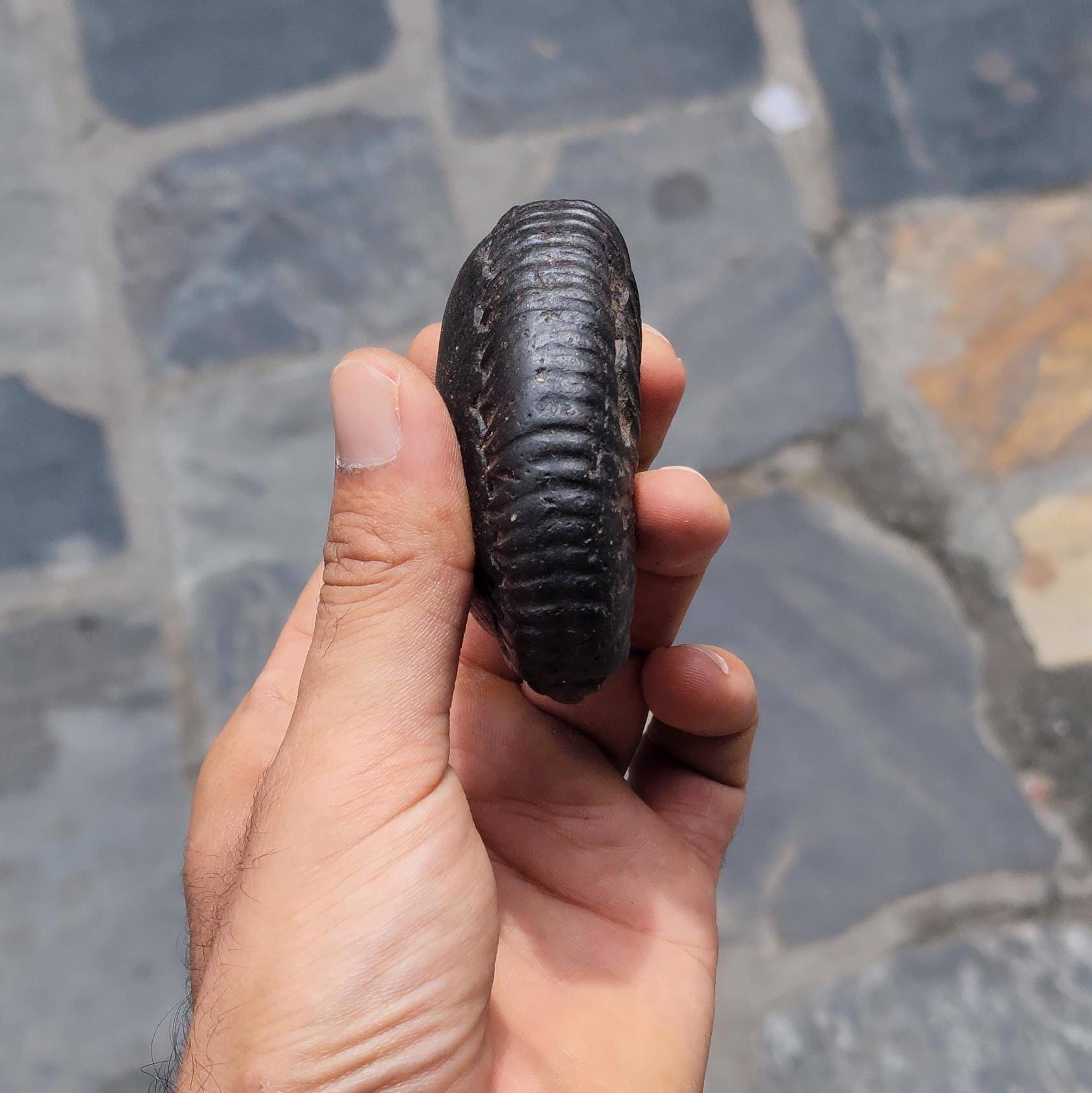 Double Chakra Shaligram