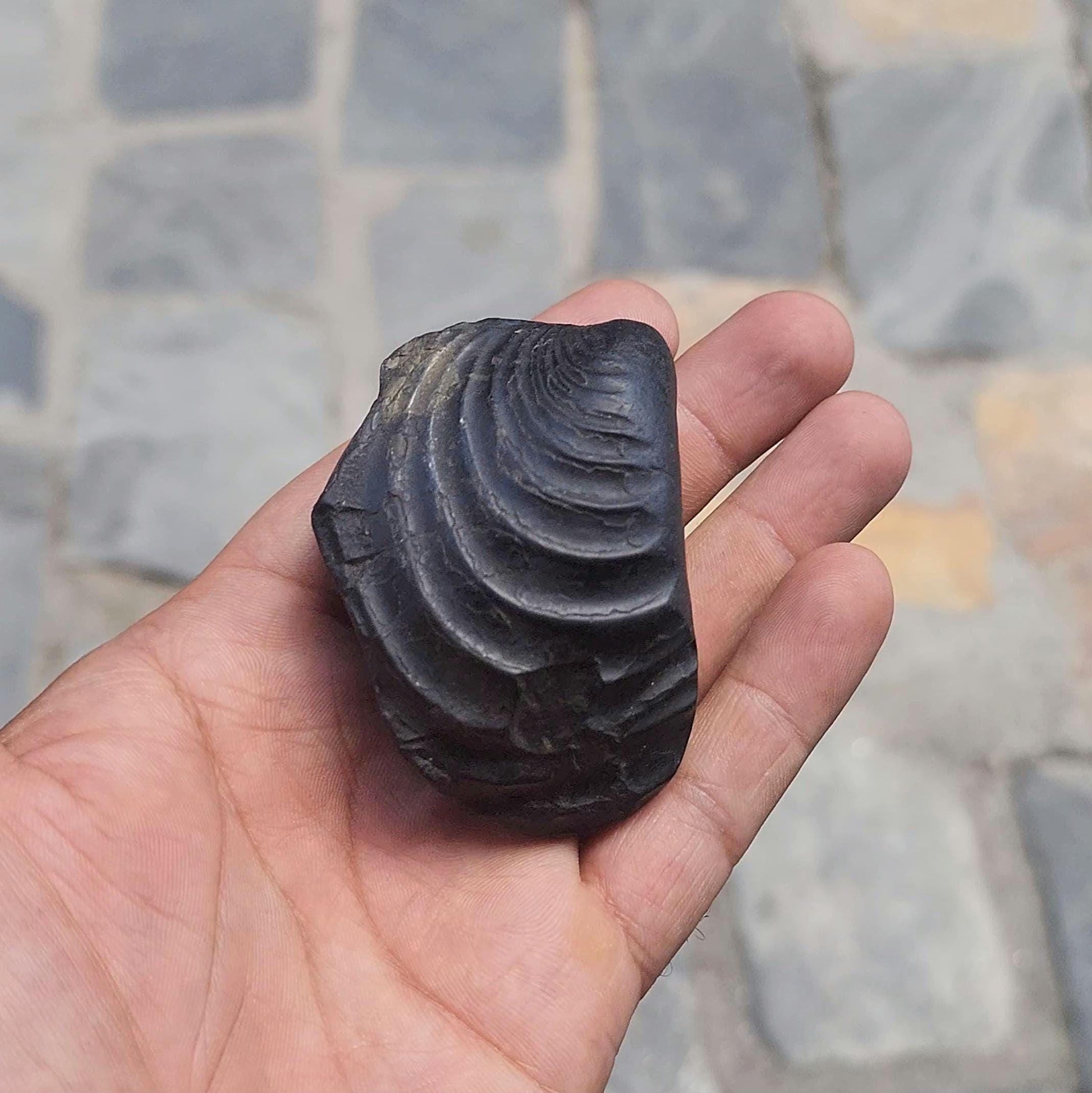 7 Chakras Healing Shaligram