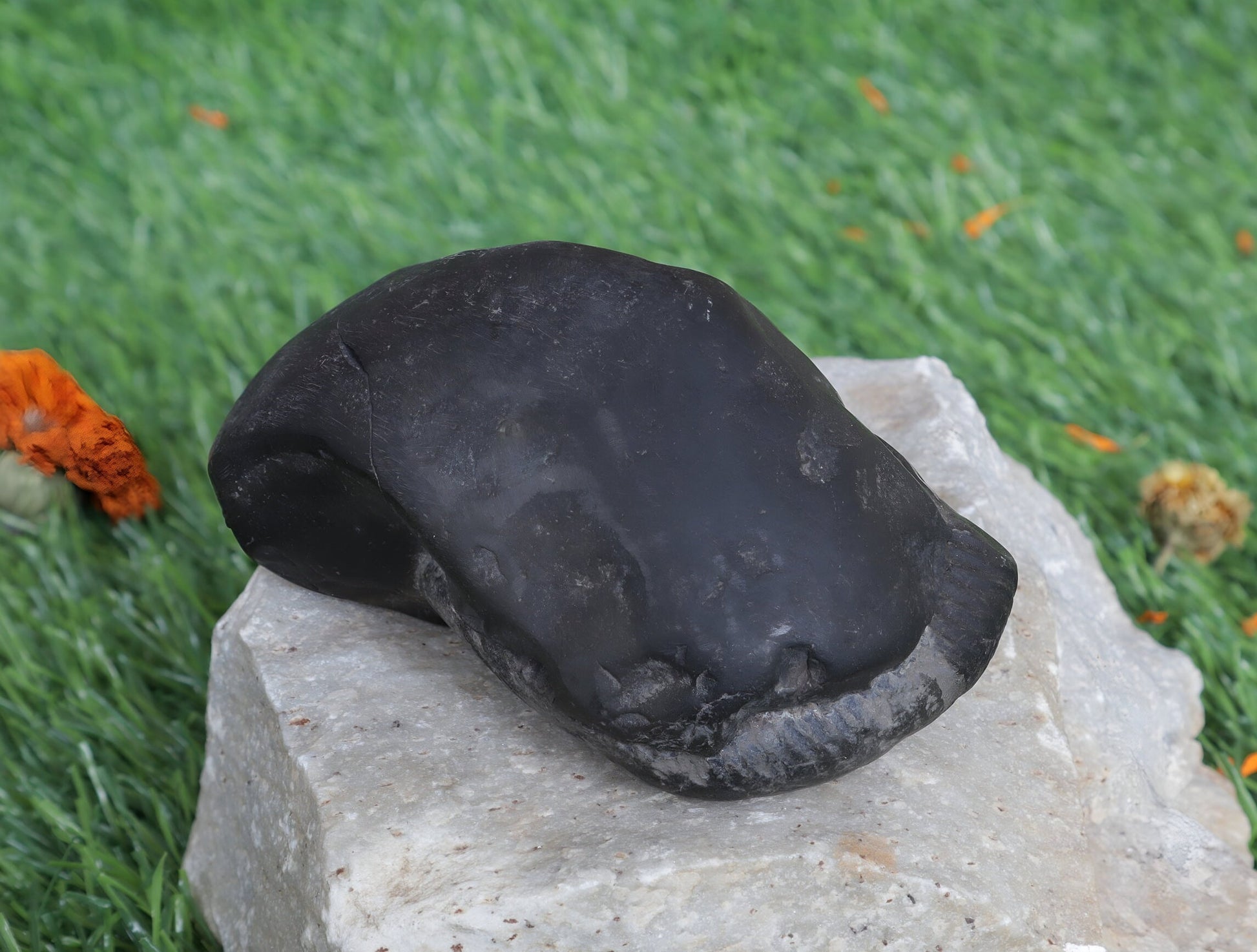 Laxmi Narayan Shaligram Stone