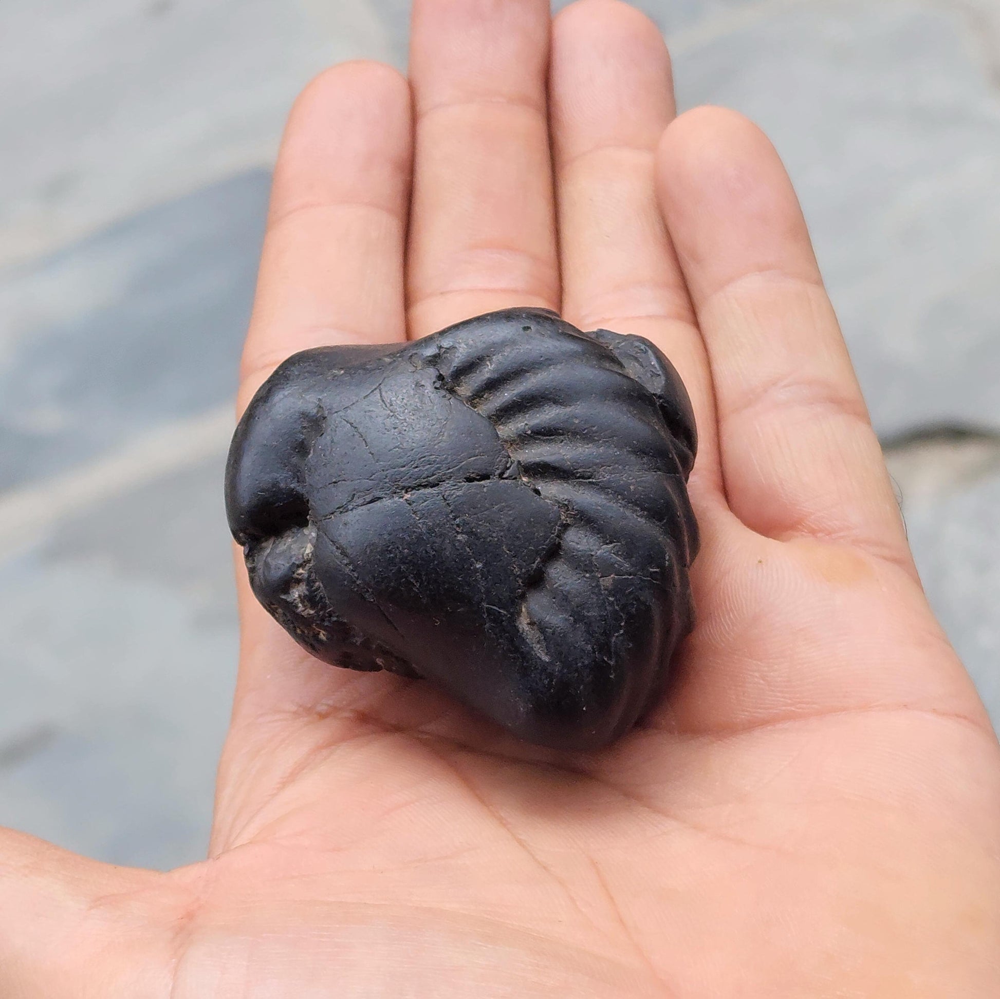 Narasimha Shaligram The Fourth Avatar Of Hindu God Vishnu
