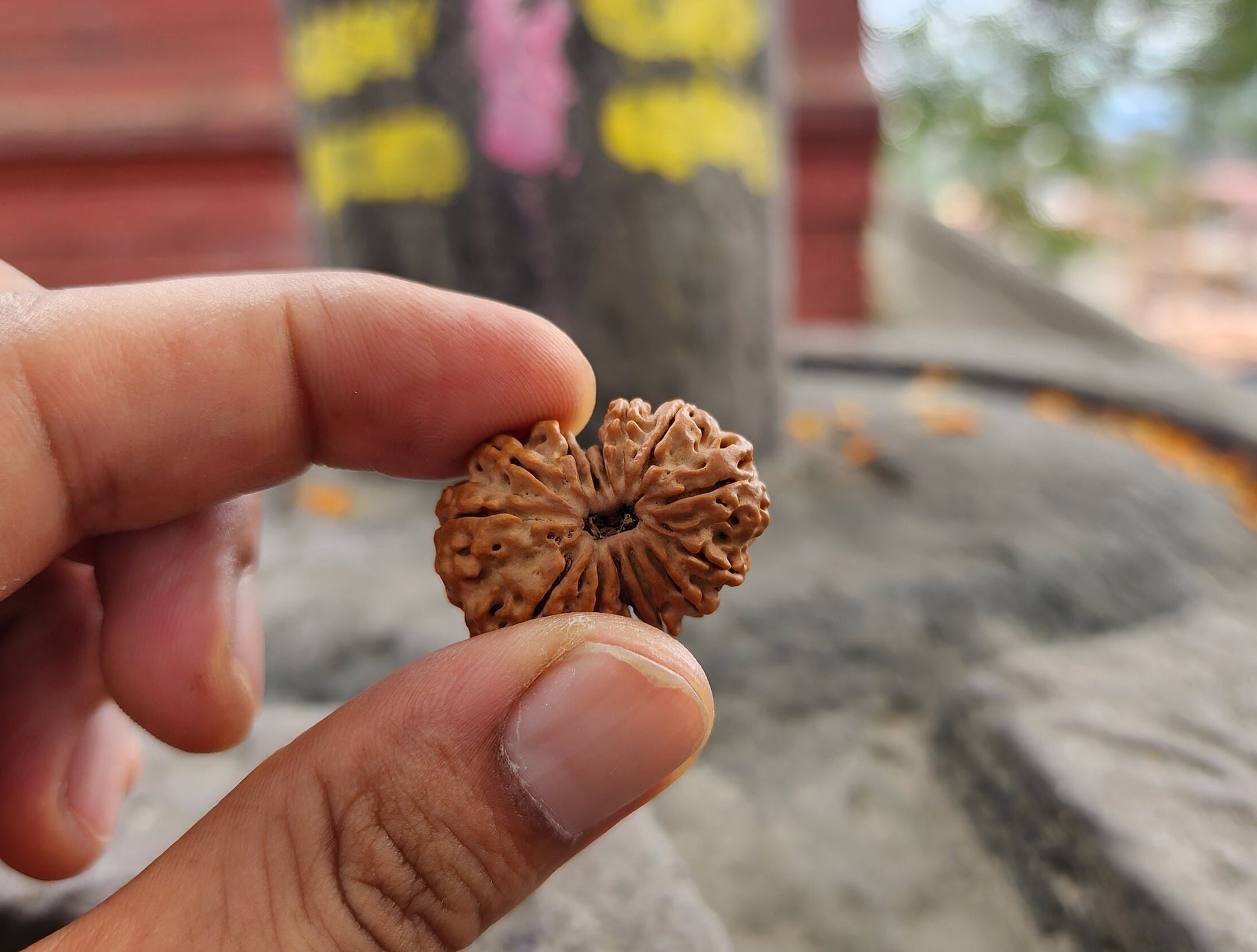 Original 14 Mukhi Rudraksha Bead, Collector Premium Quality, Sacred Saturn And Hanuman Blessing