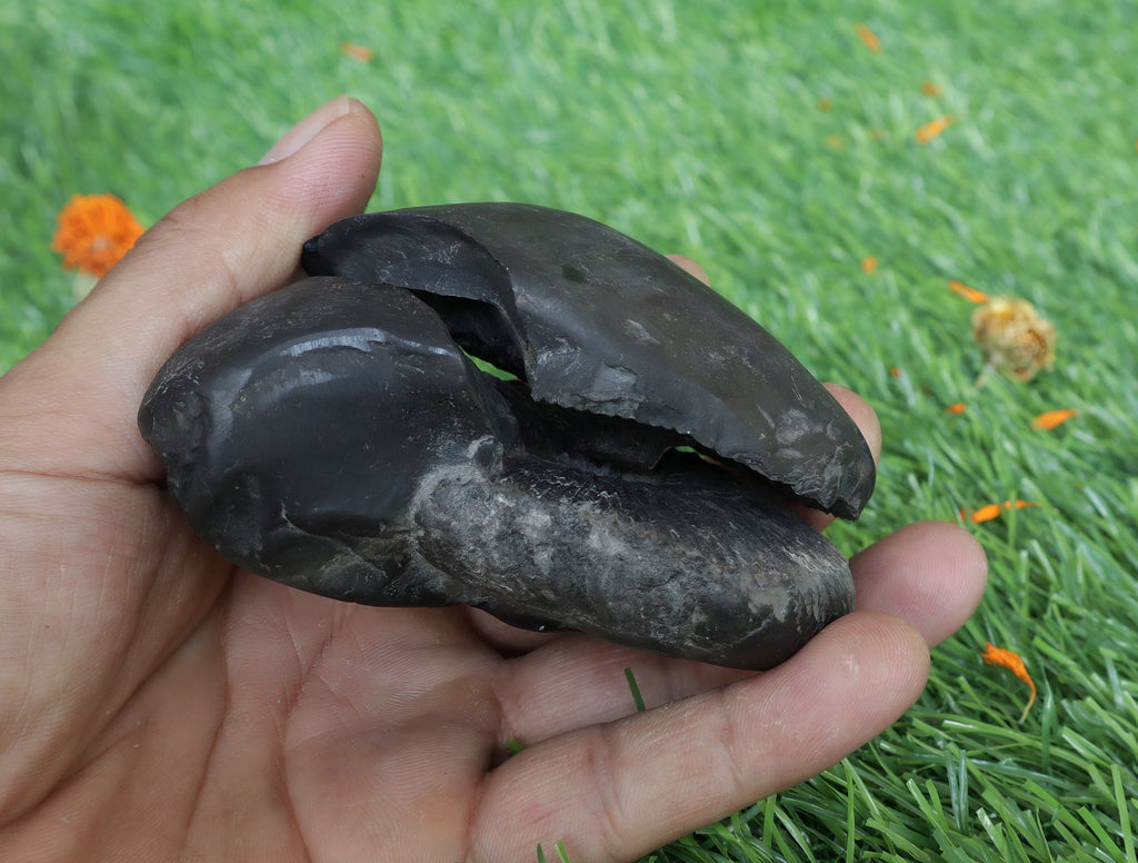 Laxmi Narayan Shaligram Stone
