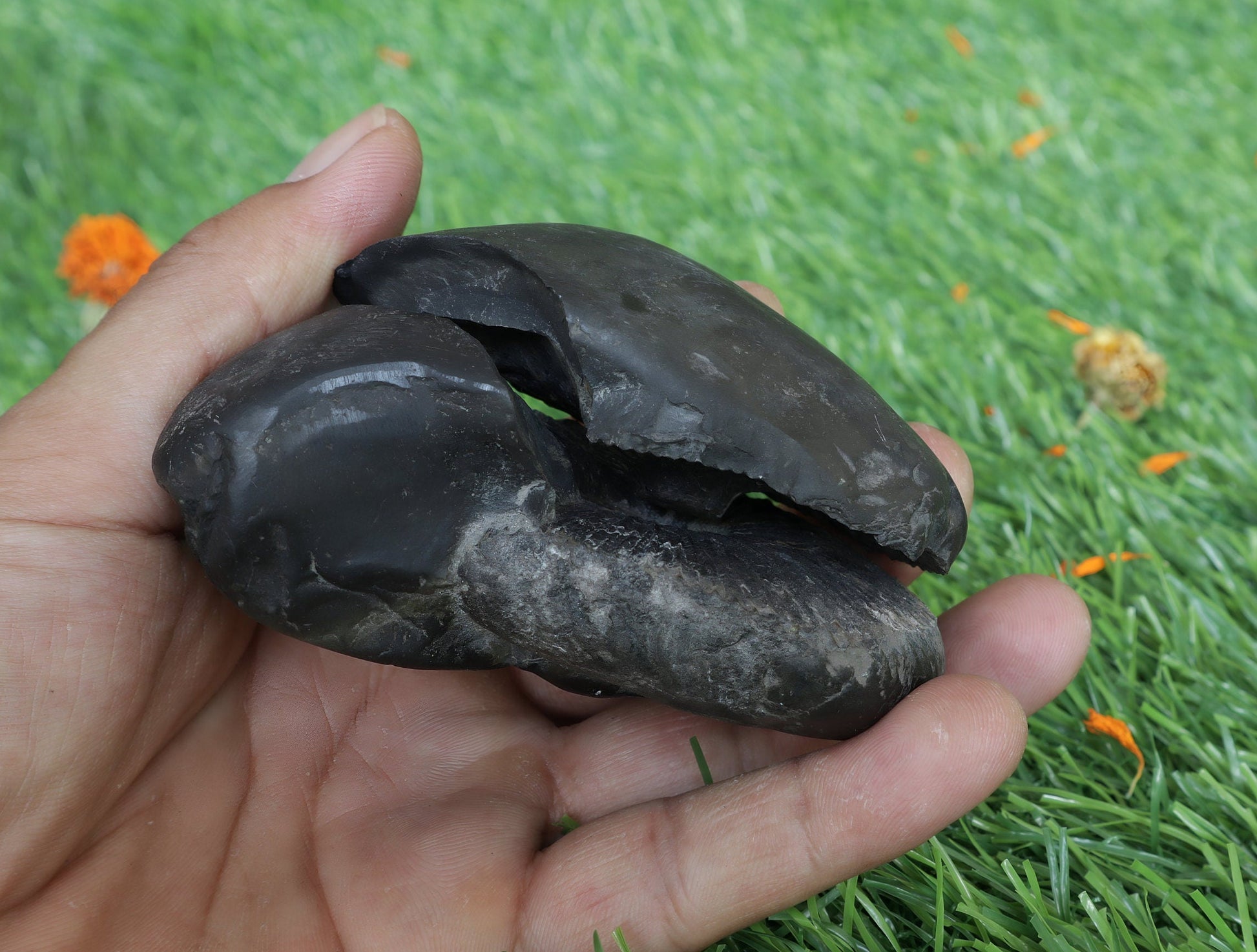 Laxmi Narayan Shaligram Stone