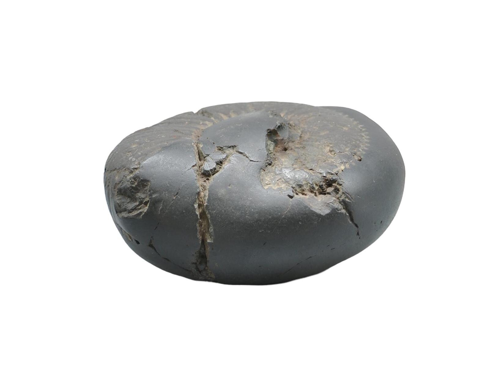 Surya Sun God Deity Shaligram Stone