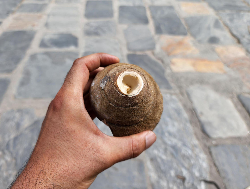 Premium Quality Raw Unaltered Sankha Conch Shell