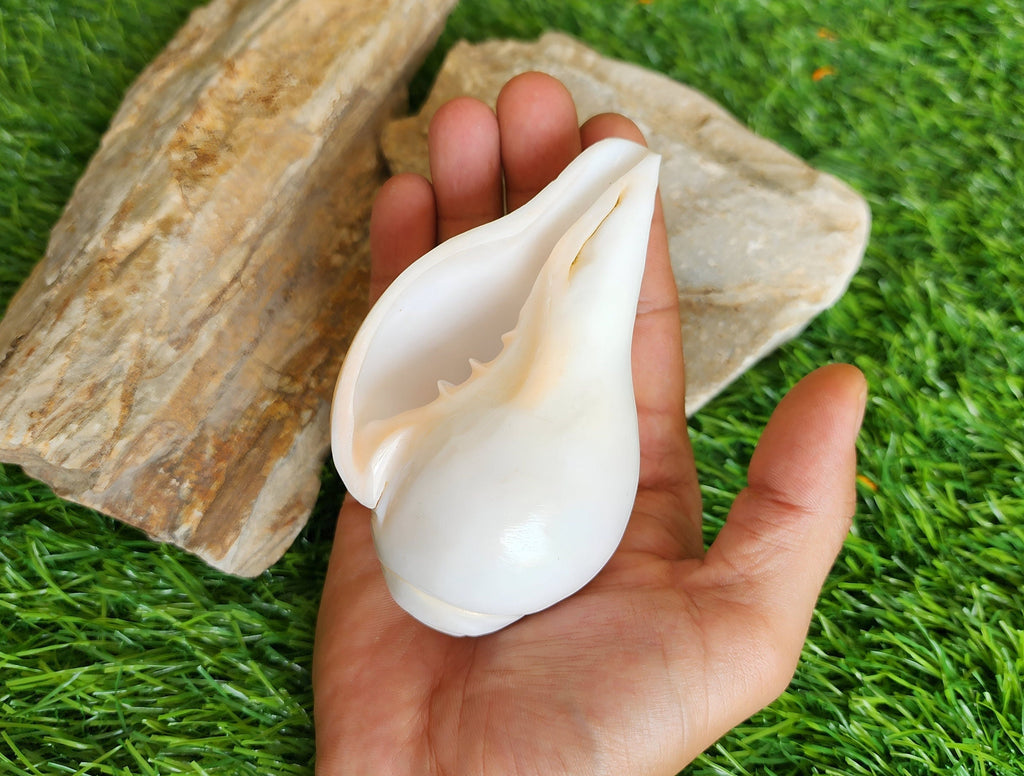 Natural Blowing Conch Shell