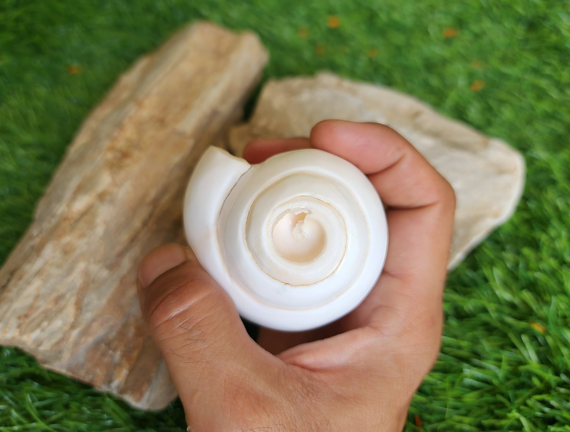Natural Blowing Conch Shell