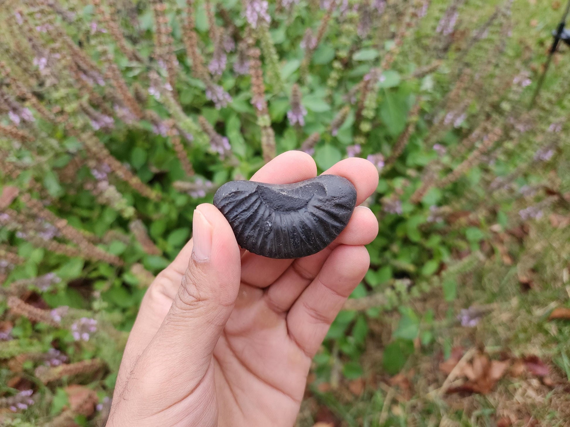 Half Moon Sacred Shaligram Stone