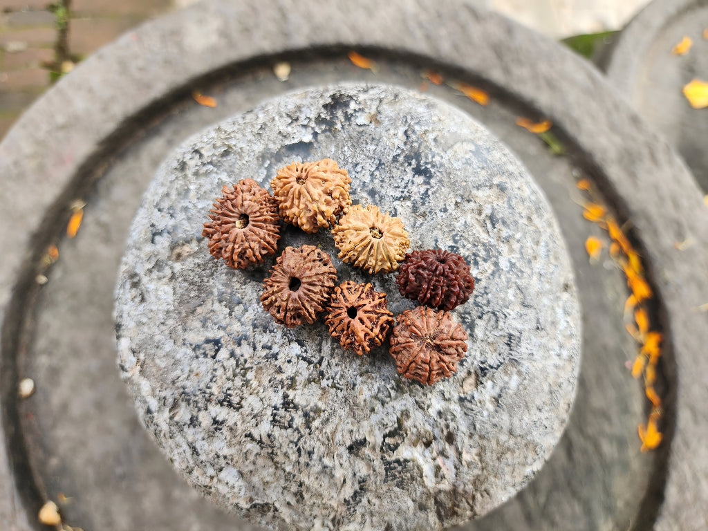 Rare Natural Nepalese Rudrakhsha Seeds, Original 8-14 Faces Rudraksha Set