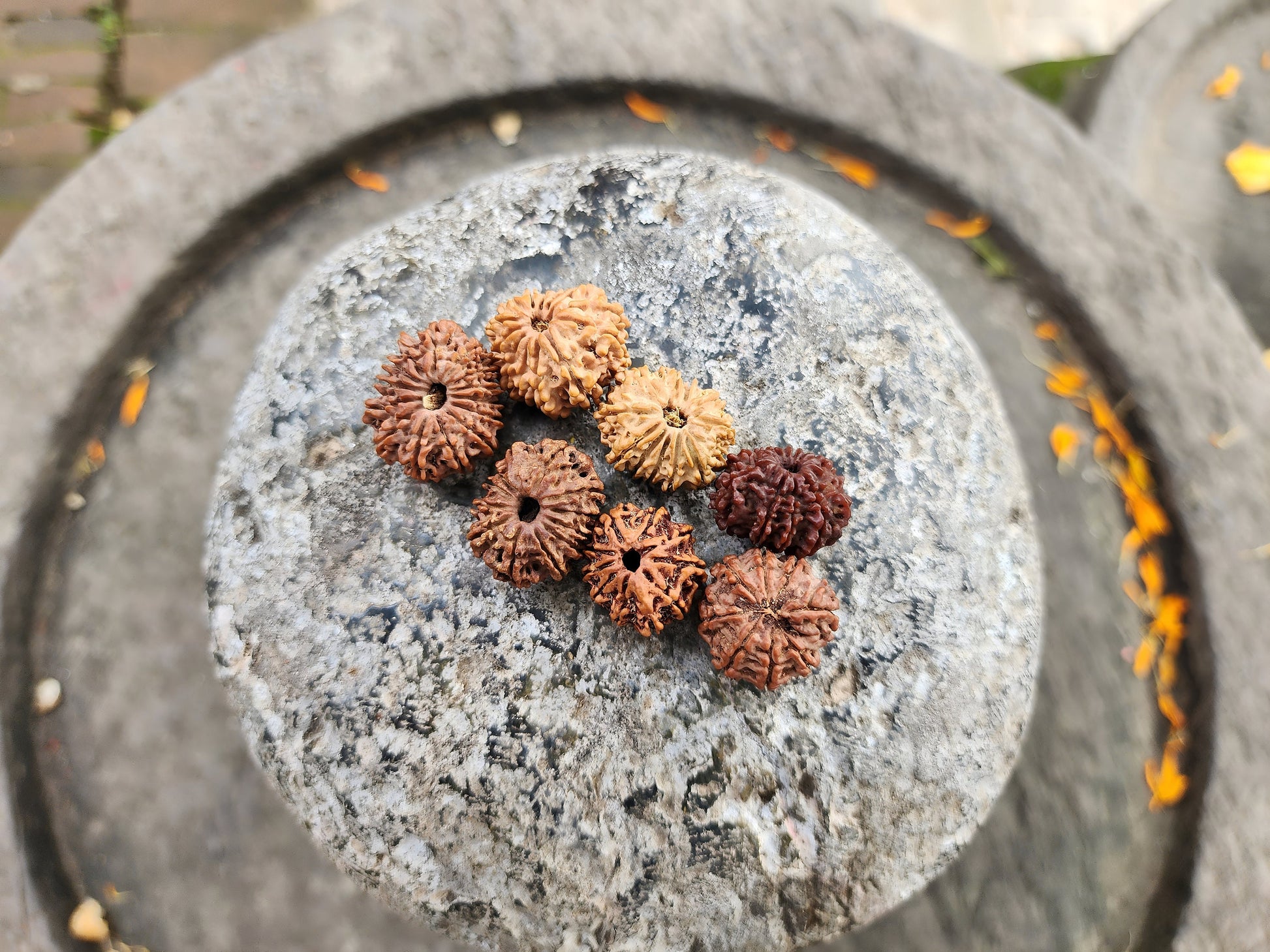 Rare Natural Nepalese Rudrakhsha Seeds, Original 8-14 Faces Rudraksha Set