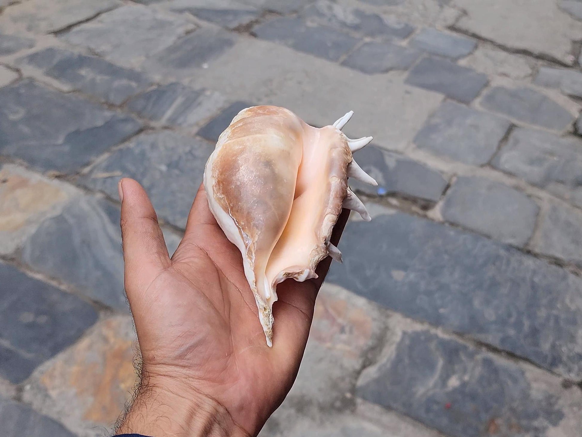 Angel Aura Healing Shankha Natural Conch Shell For Spiritual And Mental Healing