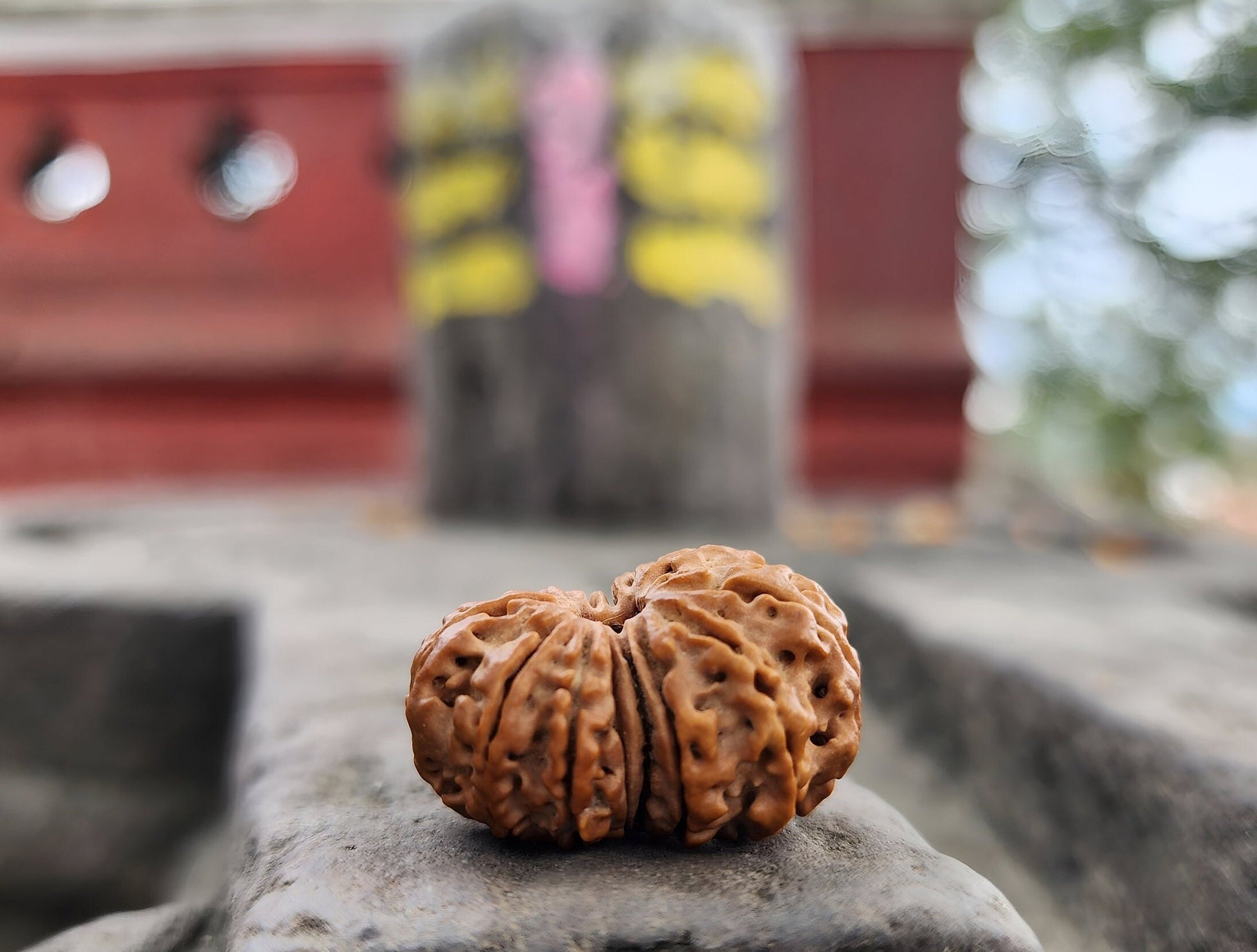 Original 14 Mukhi Rudraksha Bead, Collector Premium Quality, Sacred Saturn And Hanuman Blessing