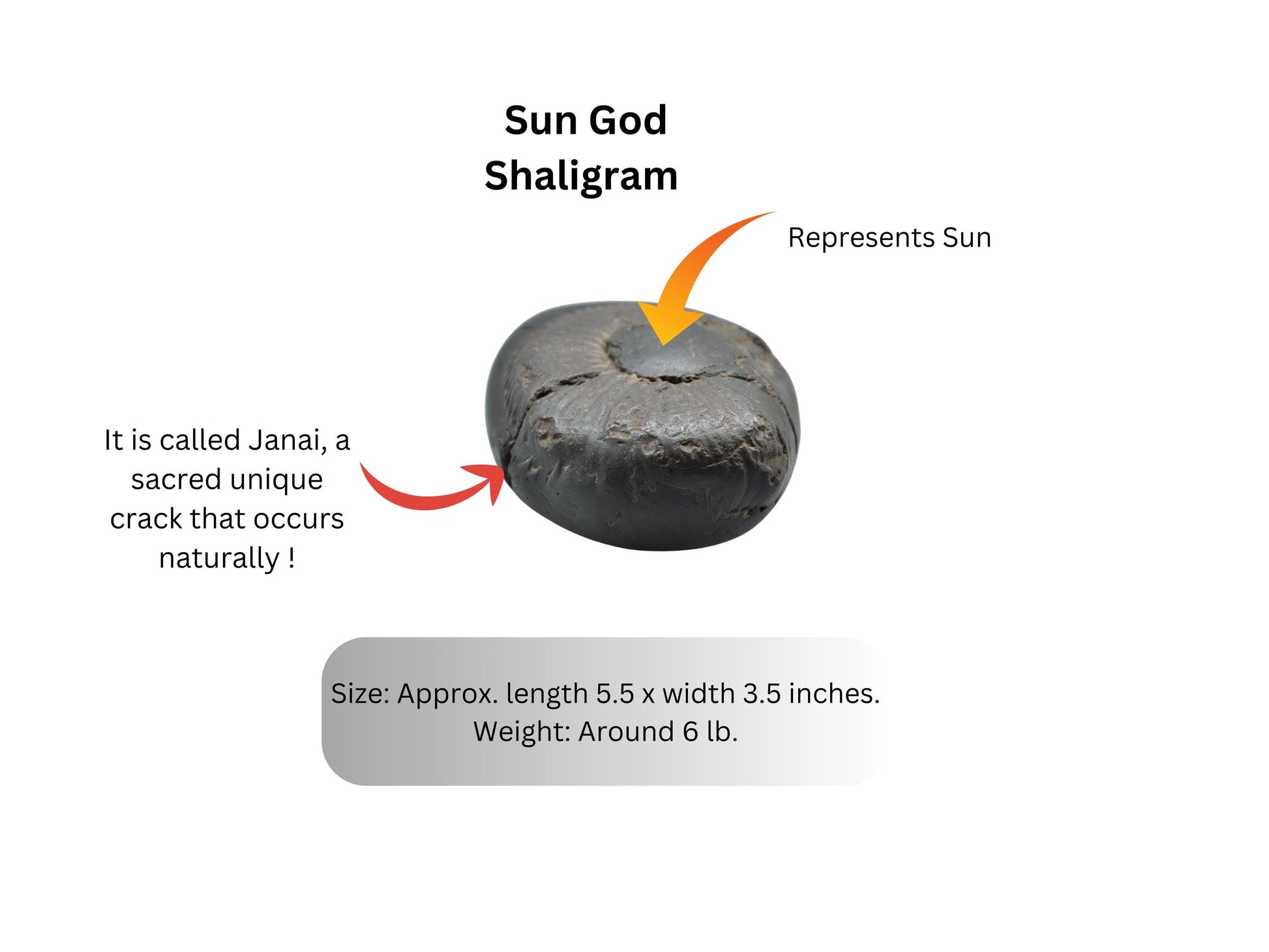 Surya Sun God Deity Shaligram Stone