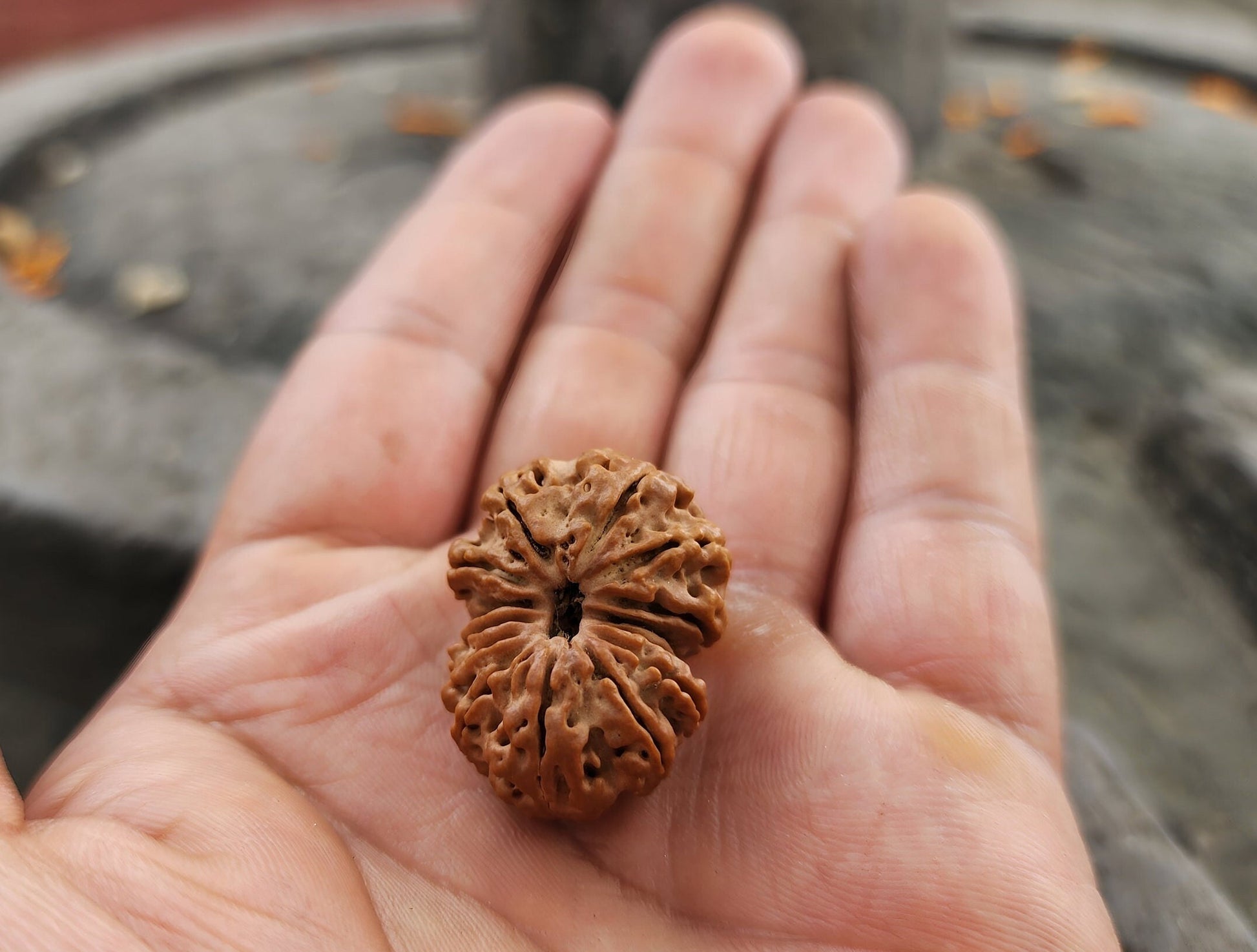 Original 14 Mukhi Rudraksha Bead, Collector Premium Quality, Sacred Saturn And Hanuman Blessing