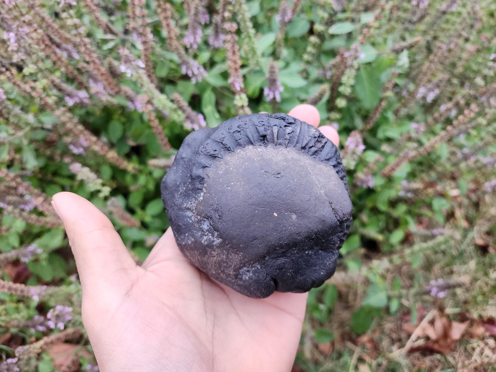 Large Cosmic Chakra Lord Vishnu Shaligram