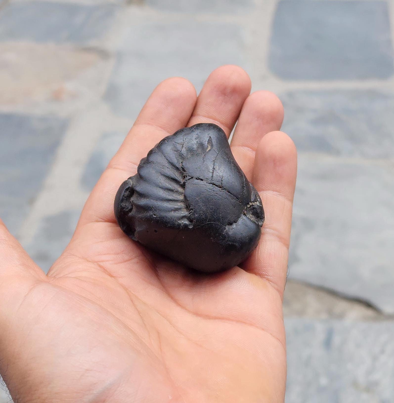 Narasimha Shaligram The Fourth Avatar Of Hindu God Vishnu
