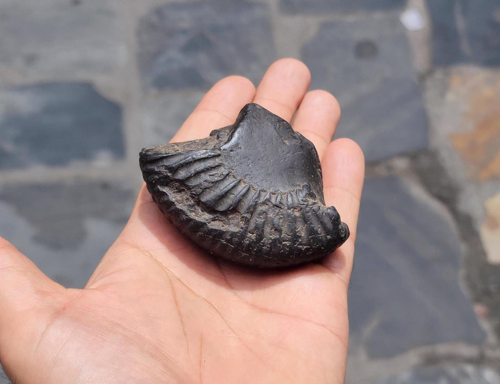 Double Chakra Shaligram