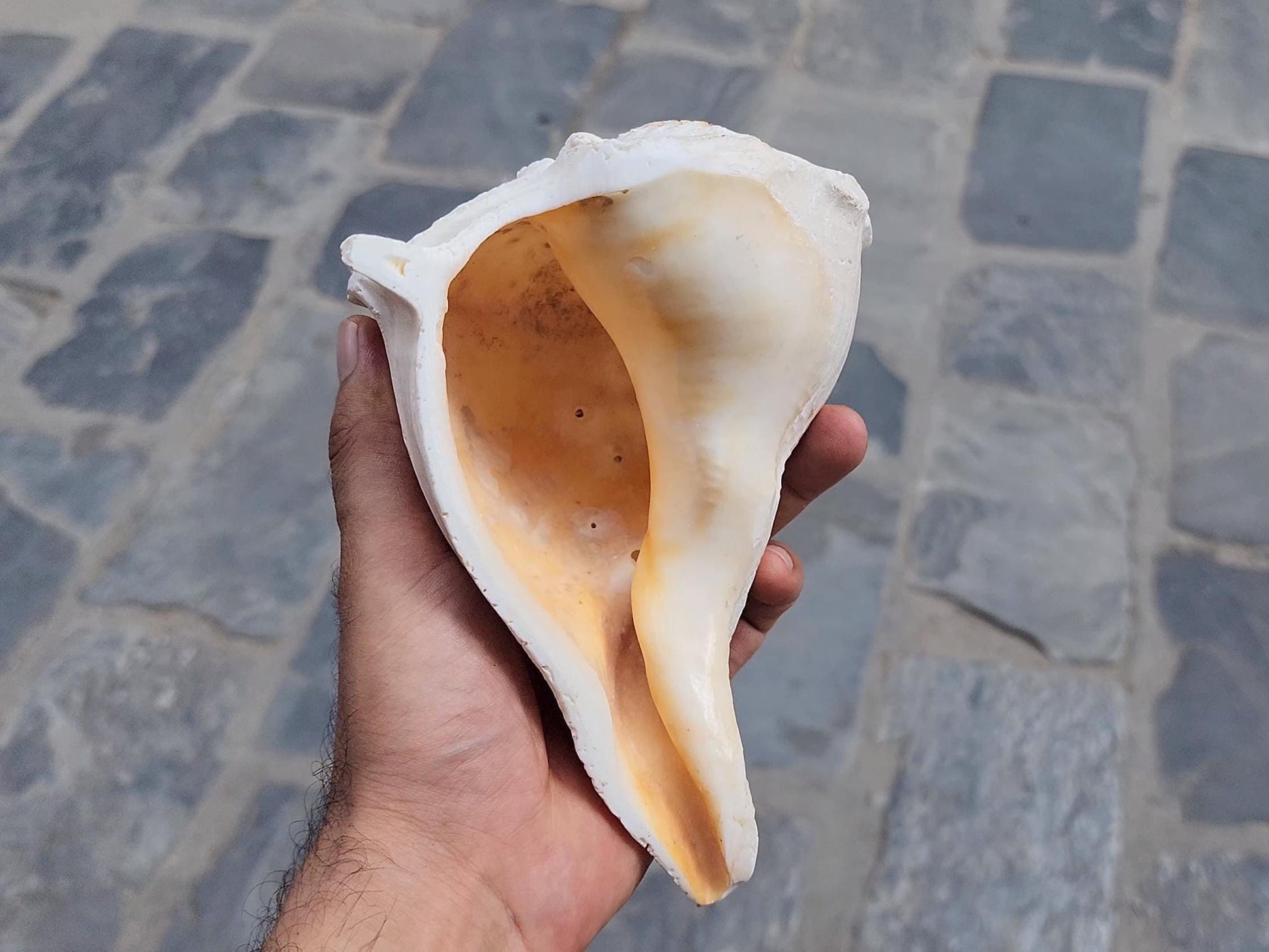 Right-Hand Sankha, Premium Quality Large Right-Hand Blowing Sankha For Purity And Sound Healing, Natural Blowing Conch Shell