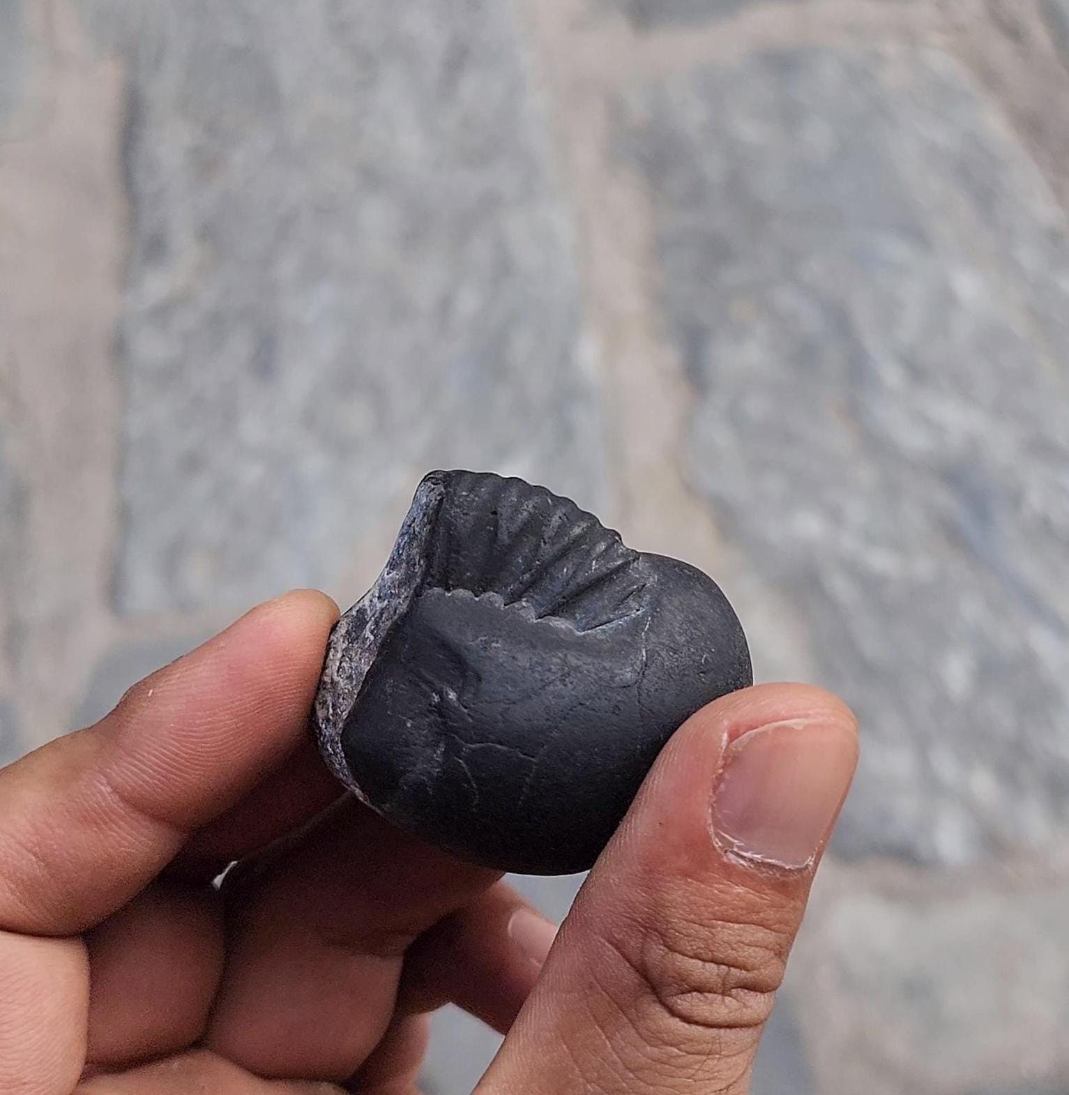 Pisces Lucky Stone – Rare Fish-Shaped Sacred Shaligrama For Intuition And Spiritual Flow