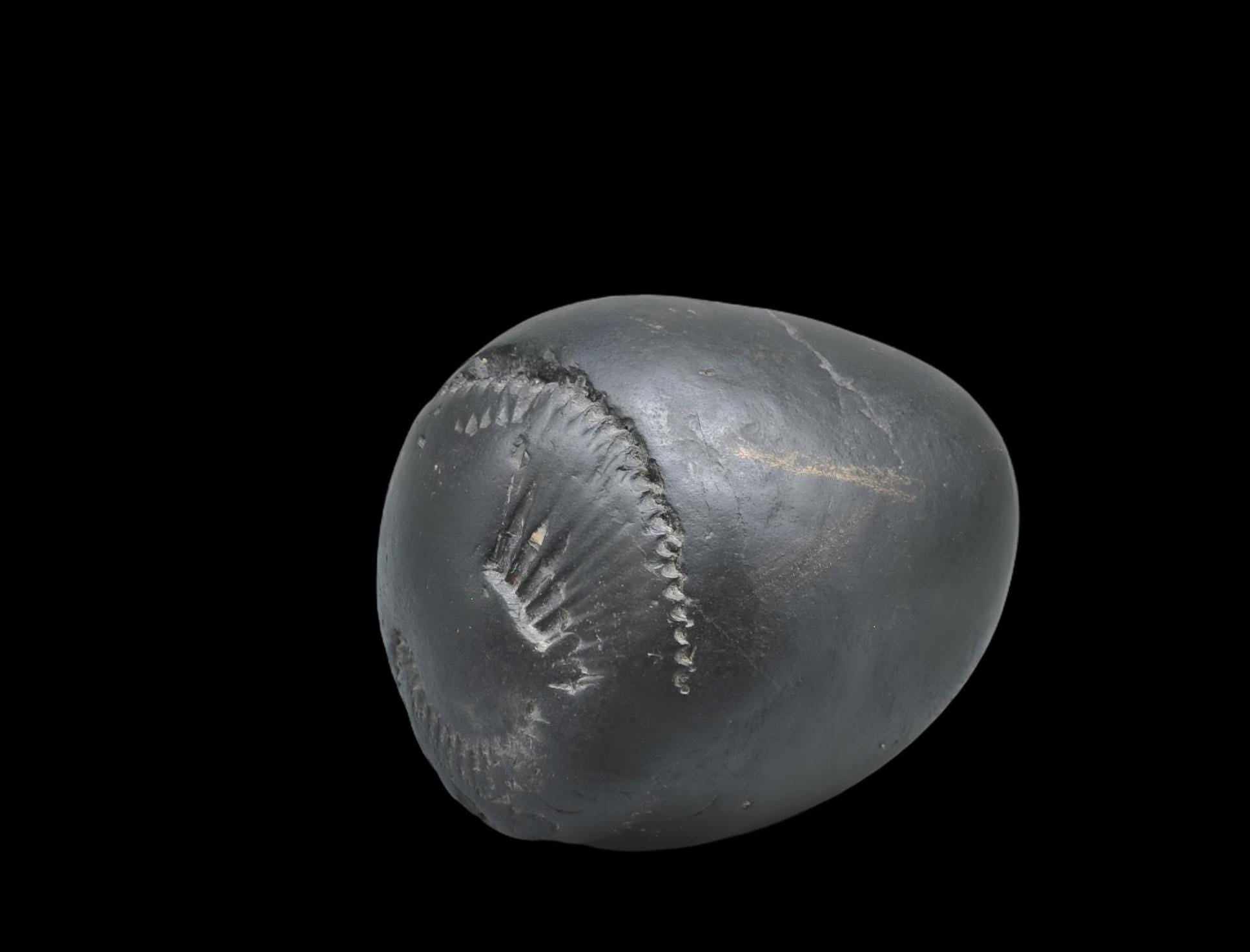 Large Cosmic Chakra Shaligram - Unidentified Shaligram Stone Beleived To Have Sacred Energy For Its Keeper, Natural High Quality Shaligrama