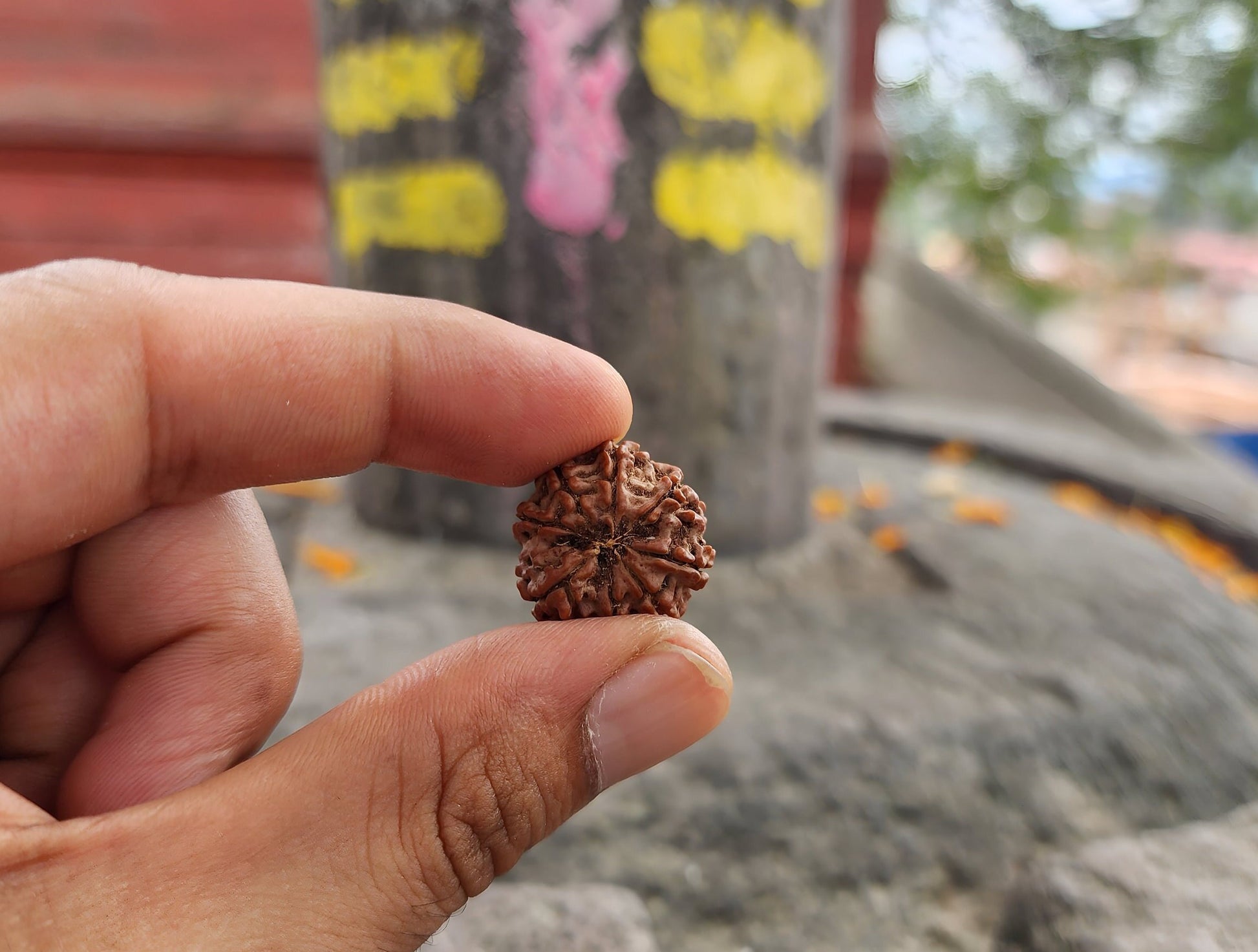 Original 8 Mukhi Rudraksha Beads, Collector Premium Quality