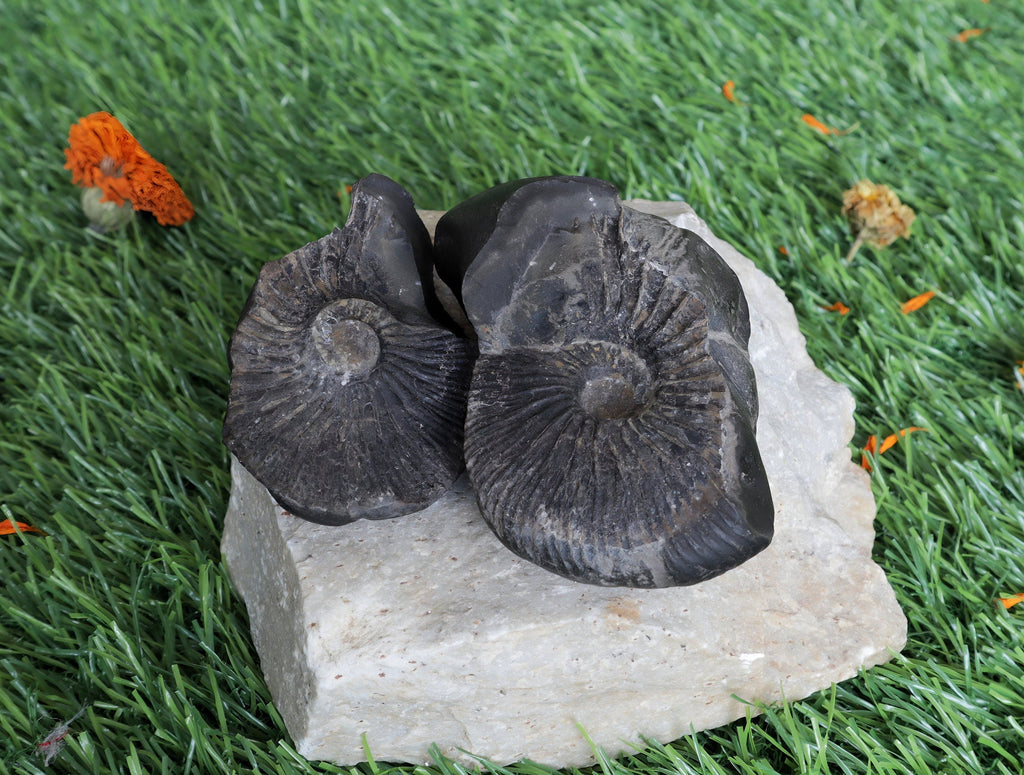 Laxmi Narayan Shaligram Stone