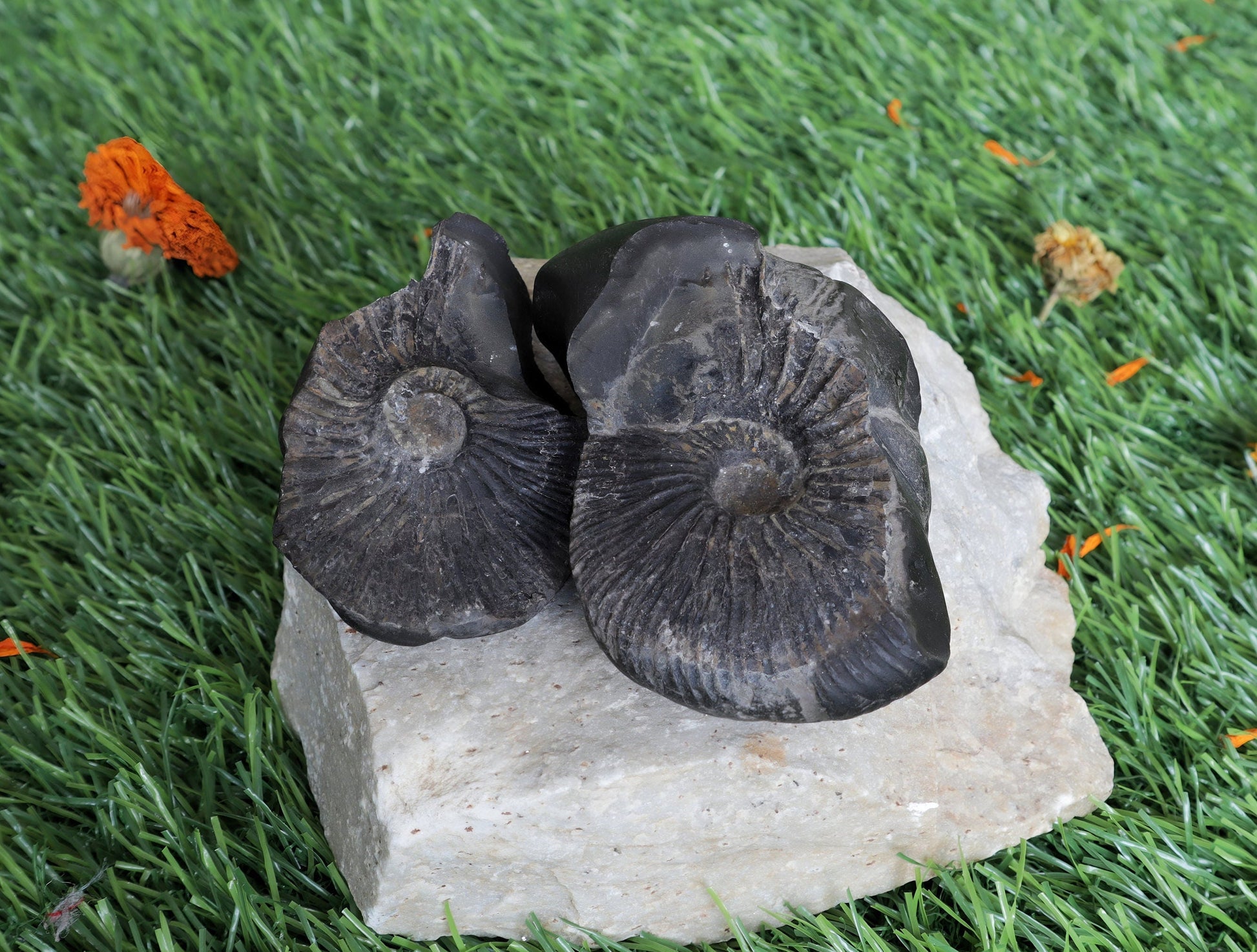 Laxmi Narayan Shaligram Stone