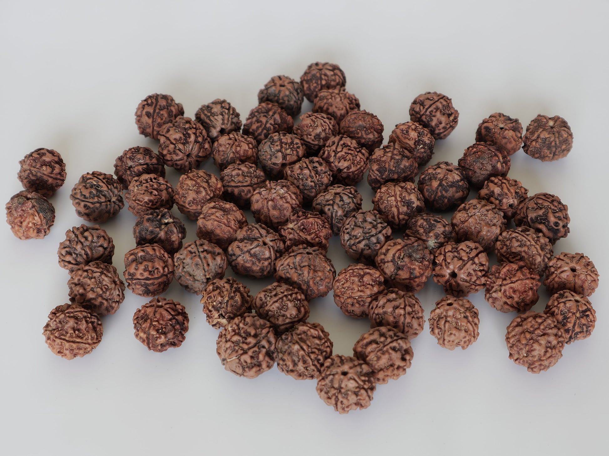 Bulk Natural Rudraksha beads | 100% Real Nepali Seed, 5 face, 16 to 20mm