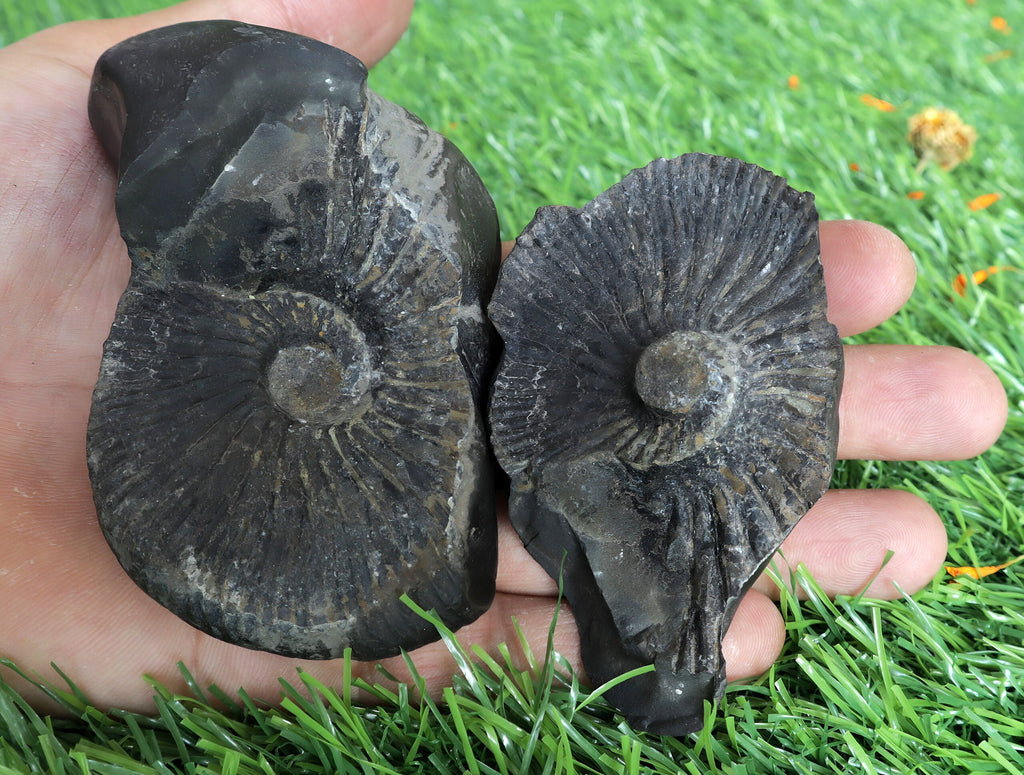 Laxmi Narayan Shaligram Stone