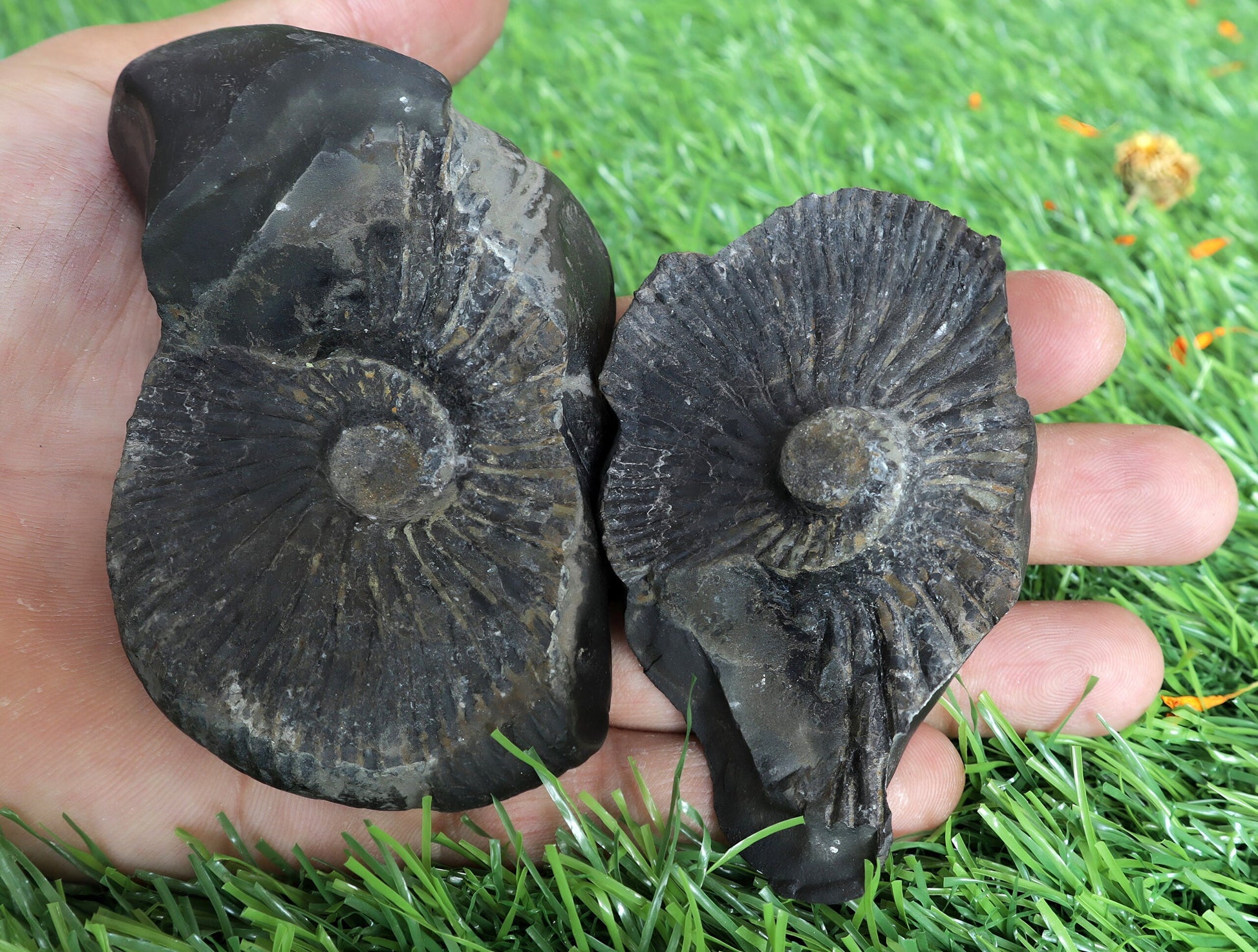Laxmi Narayan Shaligram Stone