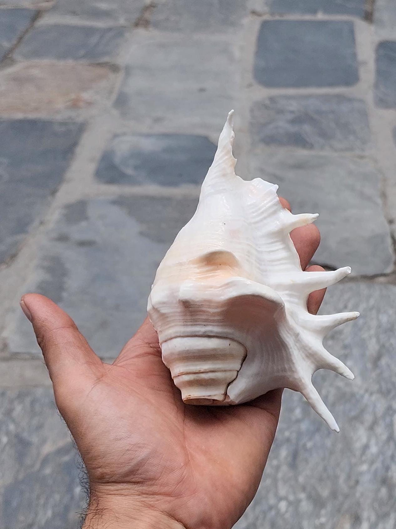 Angel Aura Healing Shankha Natural Conch Shell For Spiritual And Mental Healing