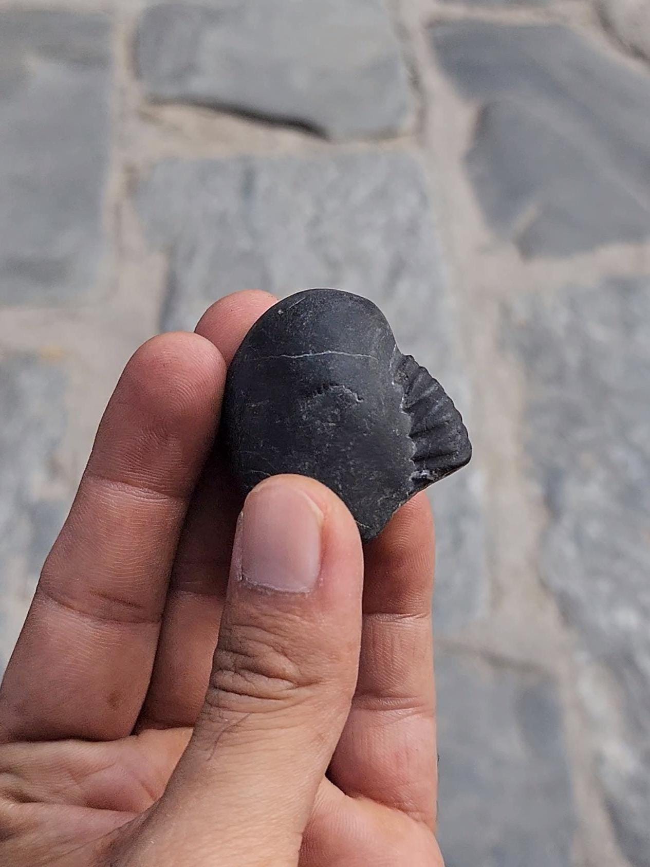 Pisces Lucky Stone – Rare Fish-Shaped Sacred Shaligrama For Intuition And Spiritual Flow