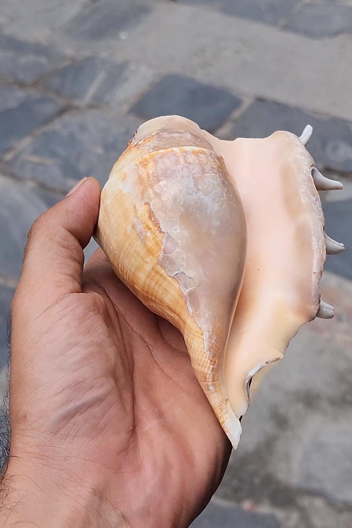Aura Cleansing Shankha