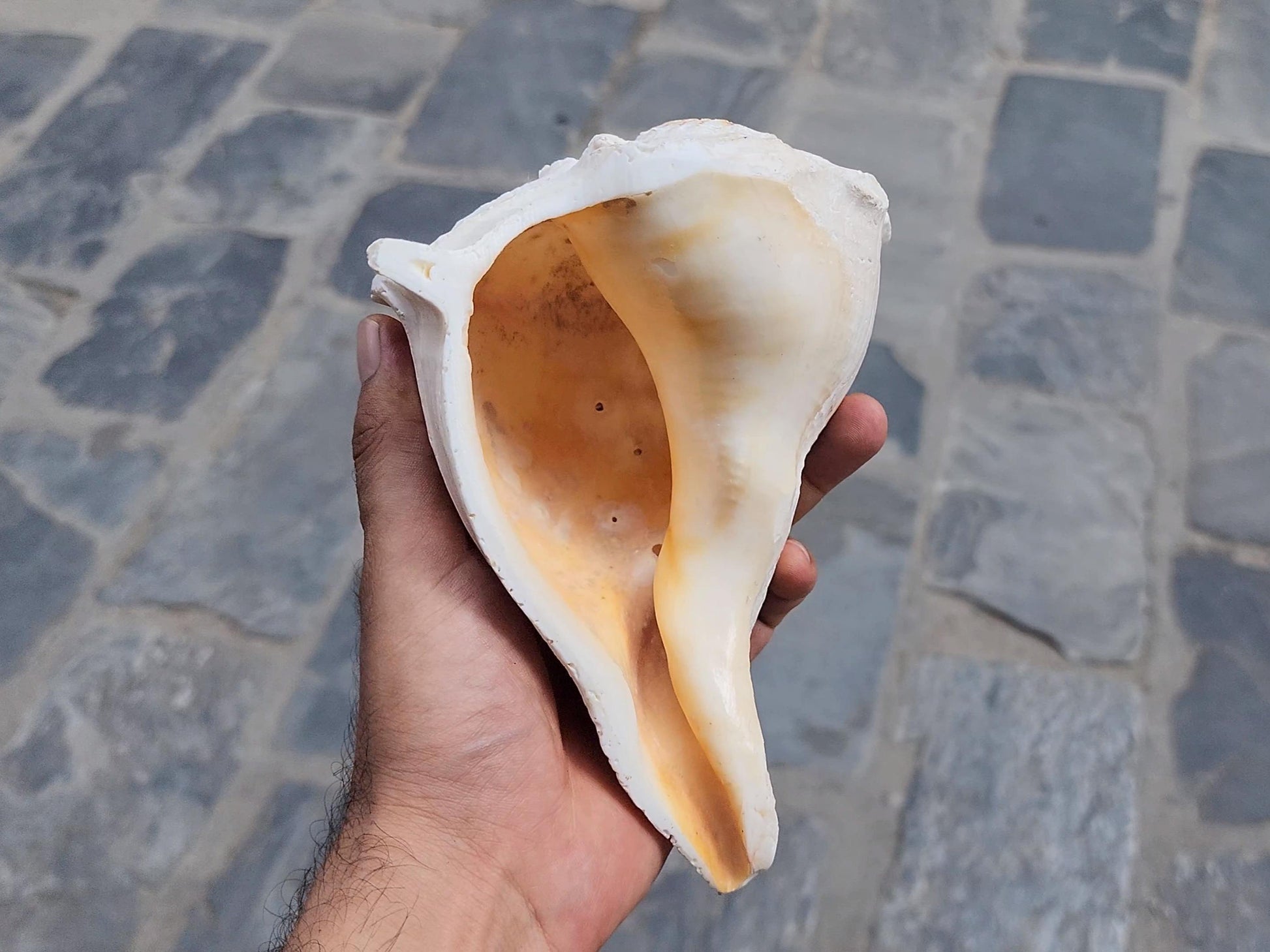 Right-Hand Sankha, Premium Quality Large Right-Hand Blowing Sankha For Purity And Sound Healing, Natural Blowing Conch Shell
