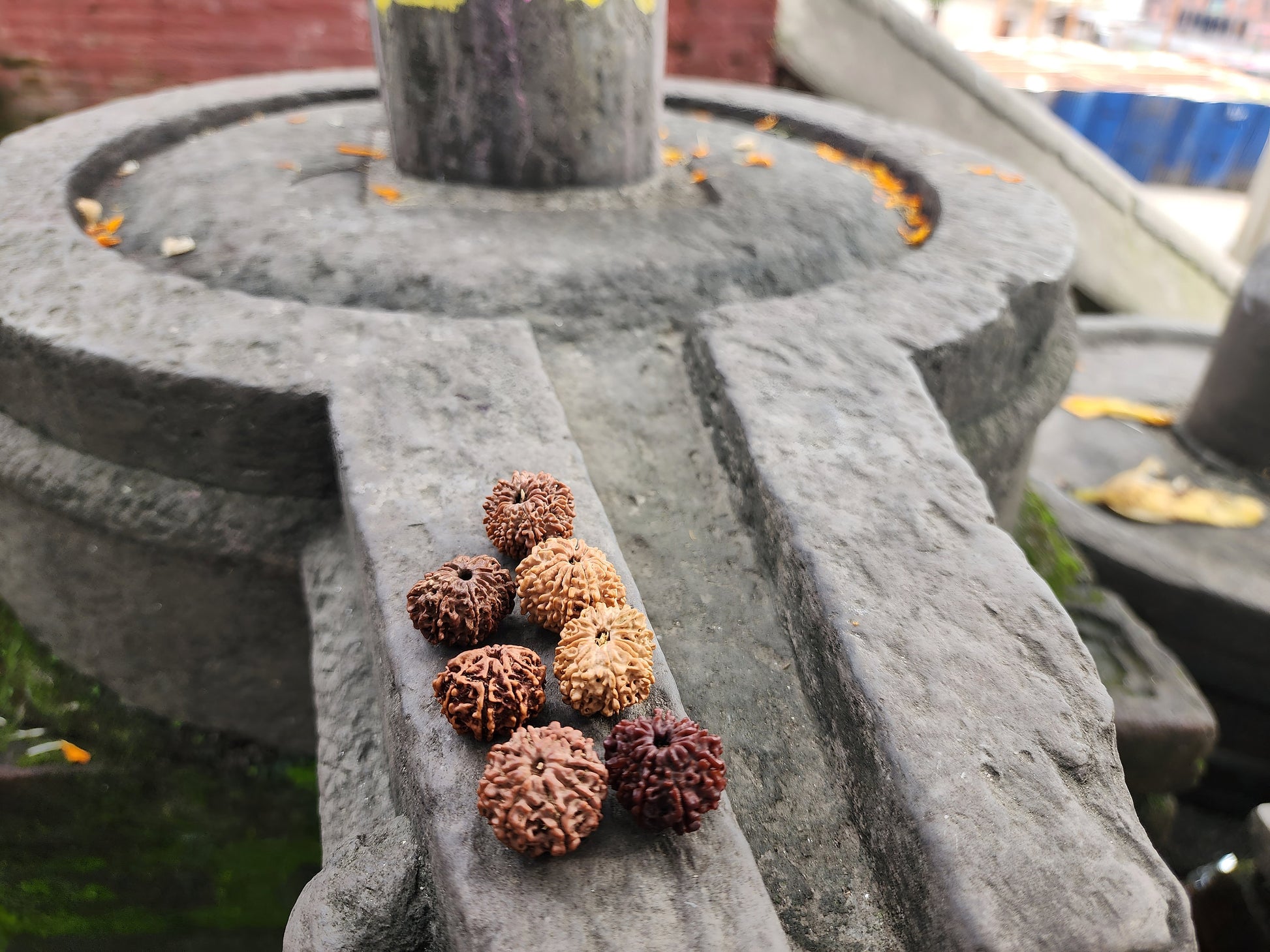 Rare Natural Nepalese Rudrakhsha Seeds, Original 8-14 Faces Rudraksha Set