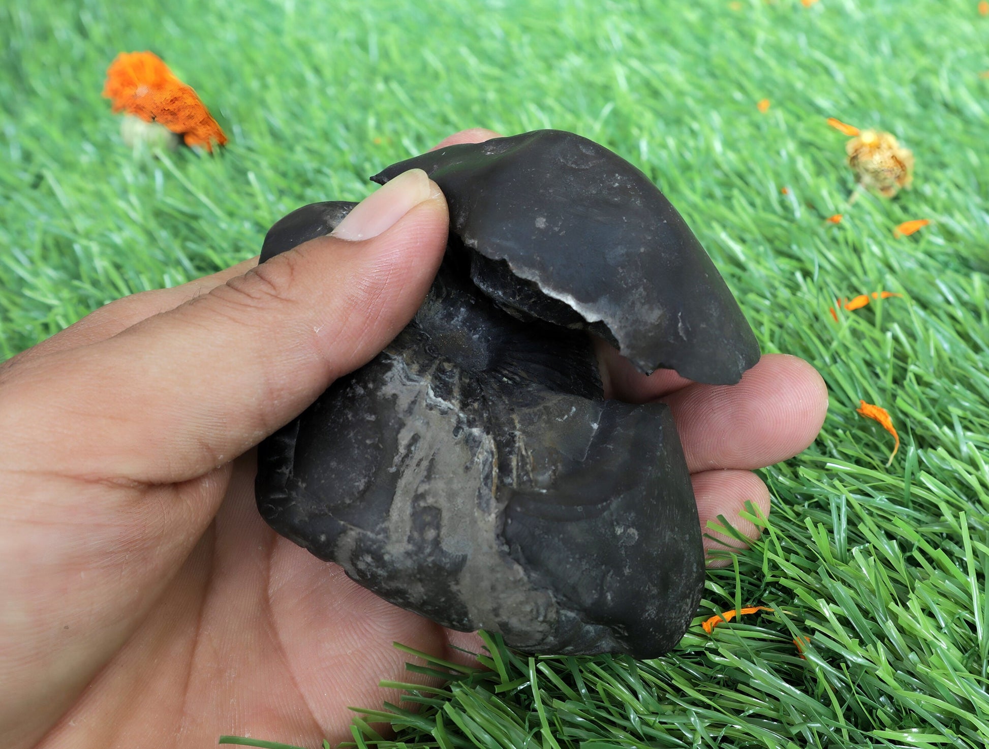 Laxmi Narayan Shaligram Stone