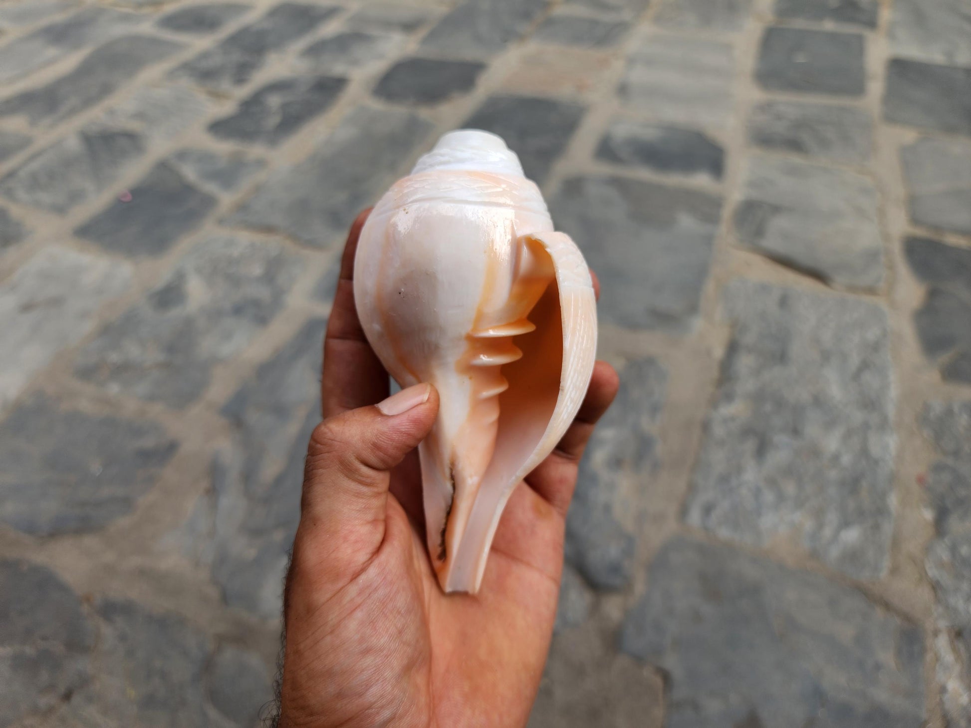 Rose Blowing Sankha, Hand Carved Flower Design
