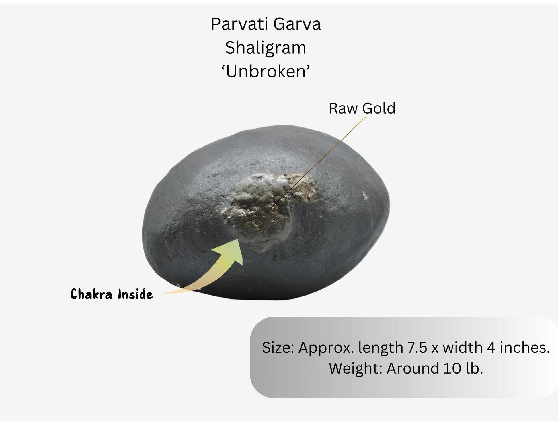 Goddess Parvati Womb Shaligrama, Rare Unprocessed Fossil Stone From Nepal, Extra Large Shaligram With Raw Gold
