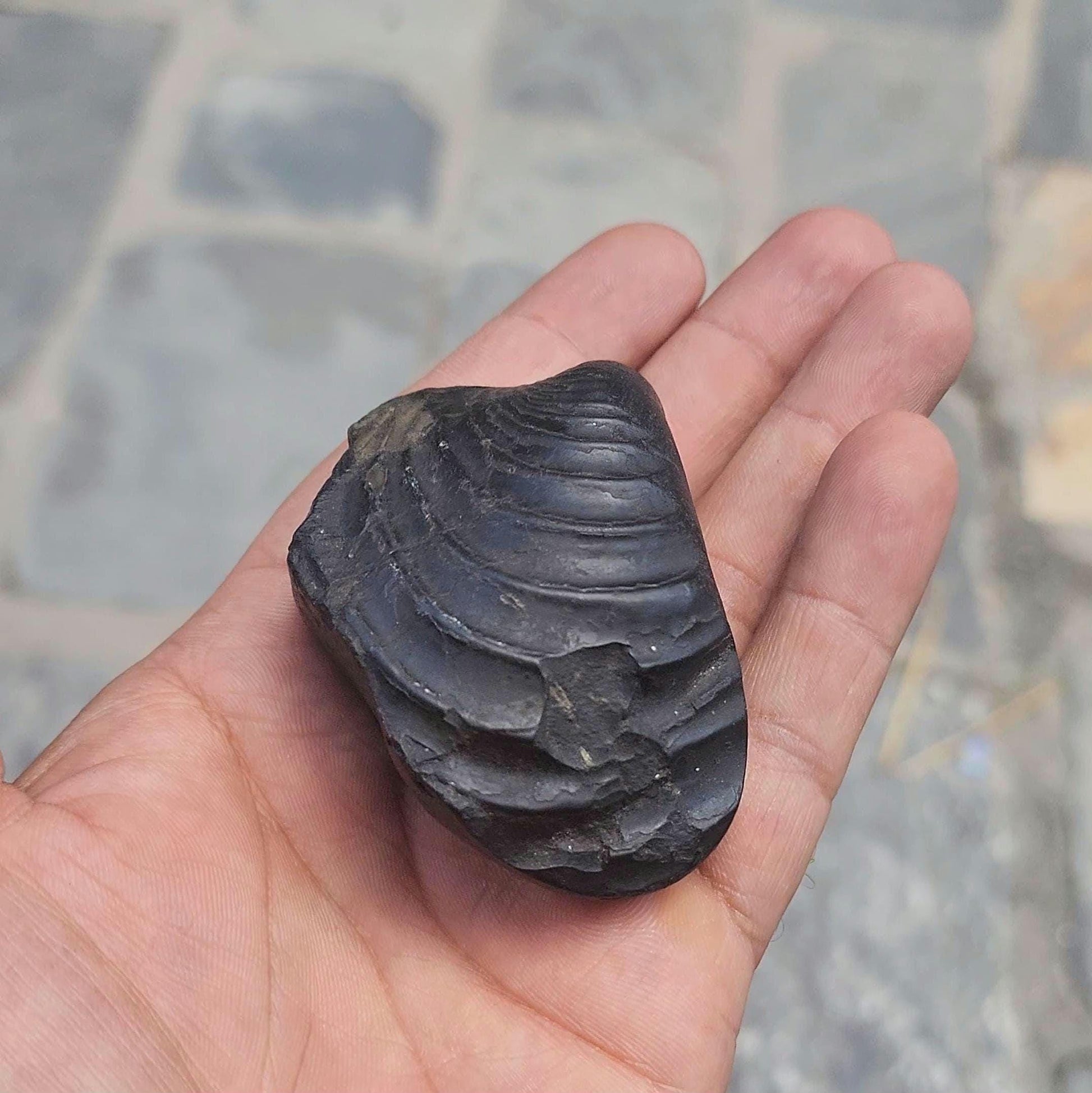 7 Chakras Healing Shaligram