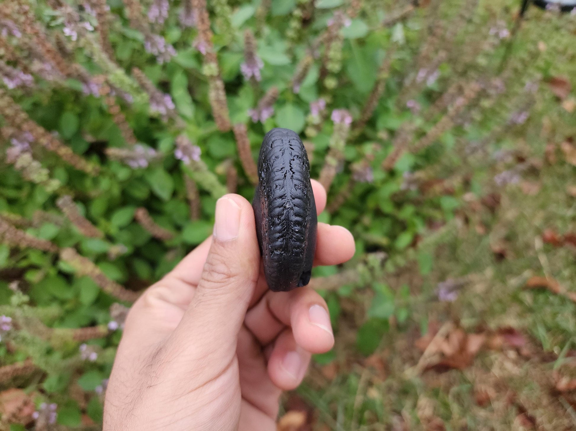 Half Moon Shaligram For Divine Goddess and Feminine Energy