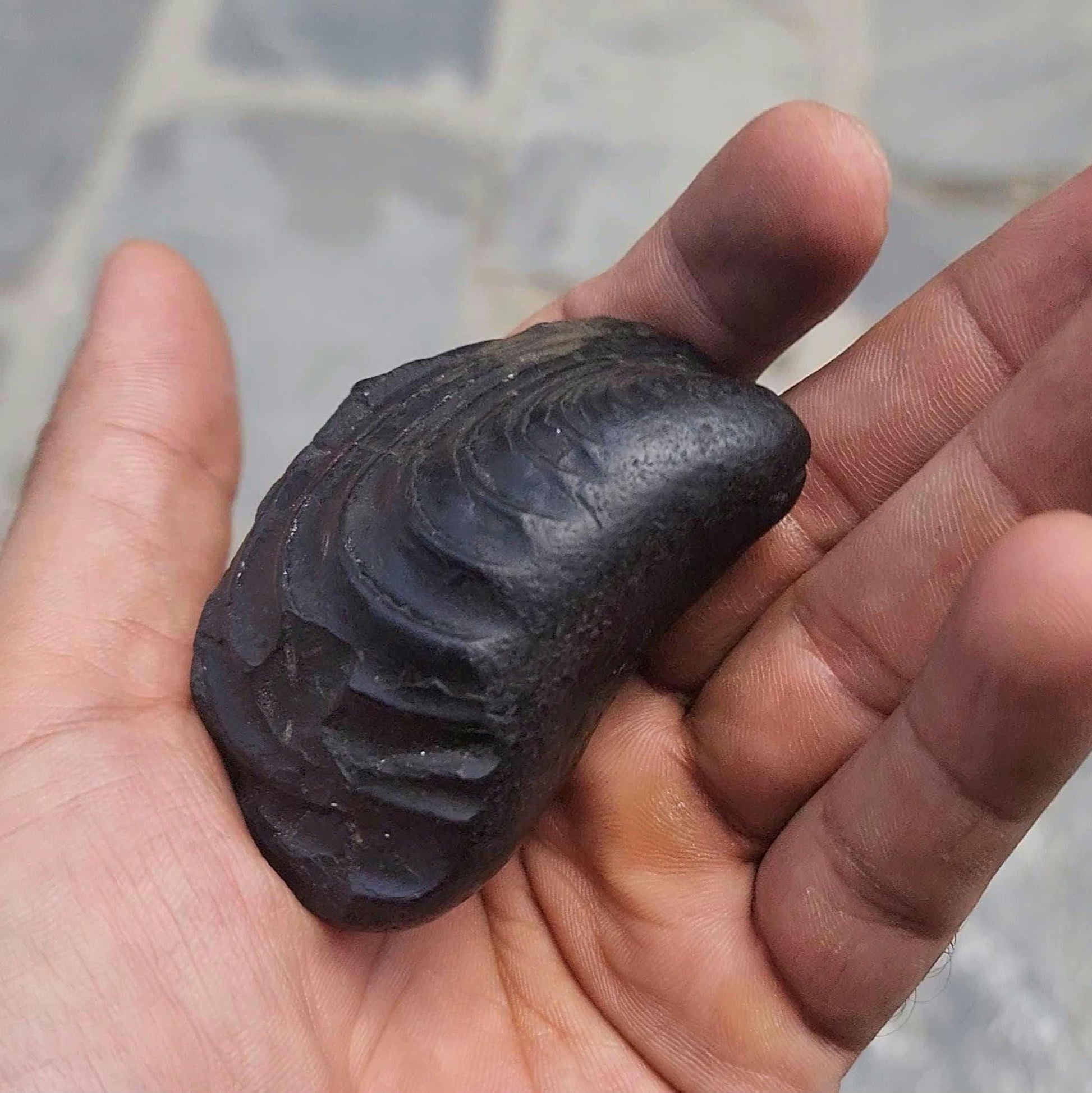 7 Chakras Healing Shaligram