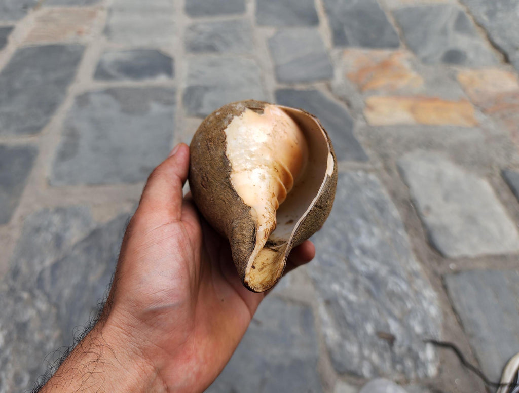Premium Quality Raw Unaltered Sankha Conch Shell
