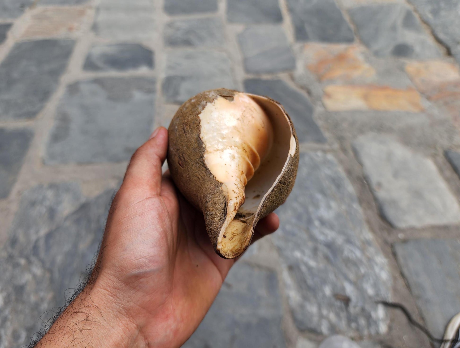 Premium Quality Raw Unaltered Sankha Conch Shell