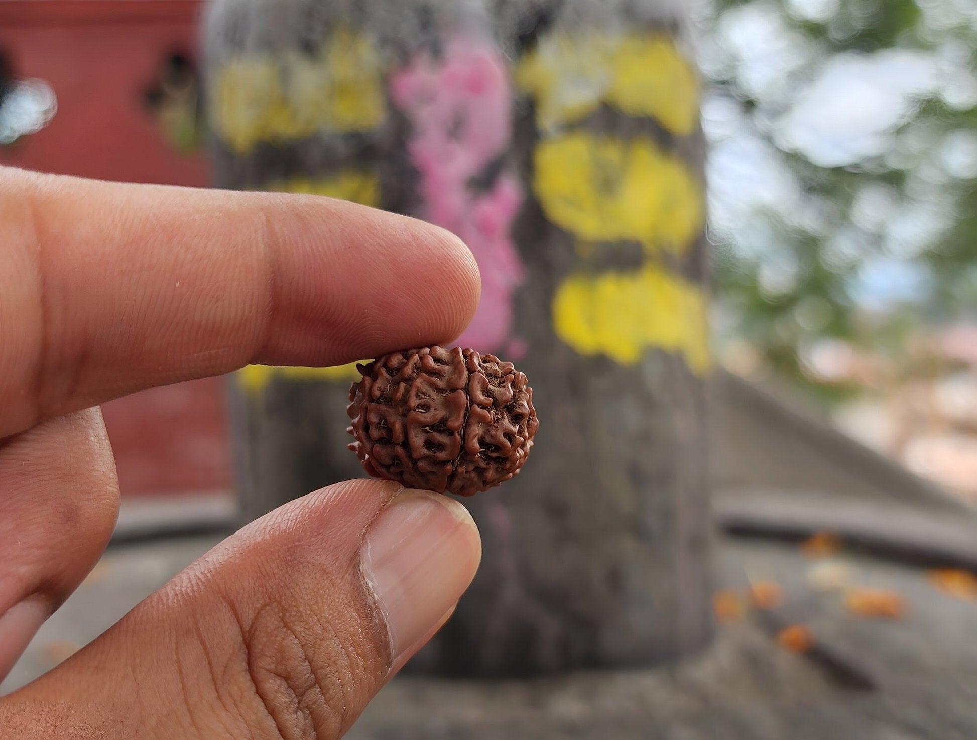Original 8 Mukhi Rudraksha Beads, Collector Premium Quality