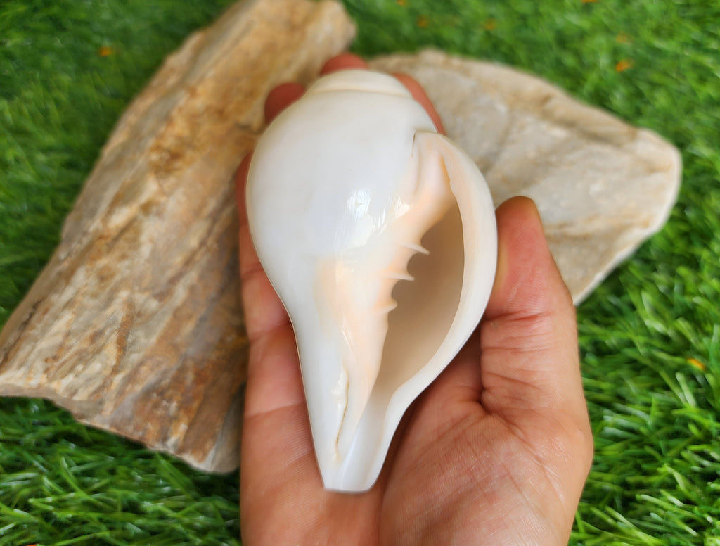 Natural Blowing Conch Shell