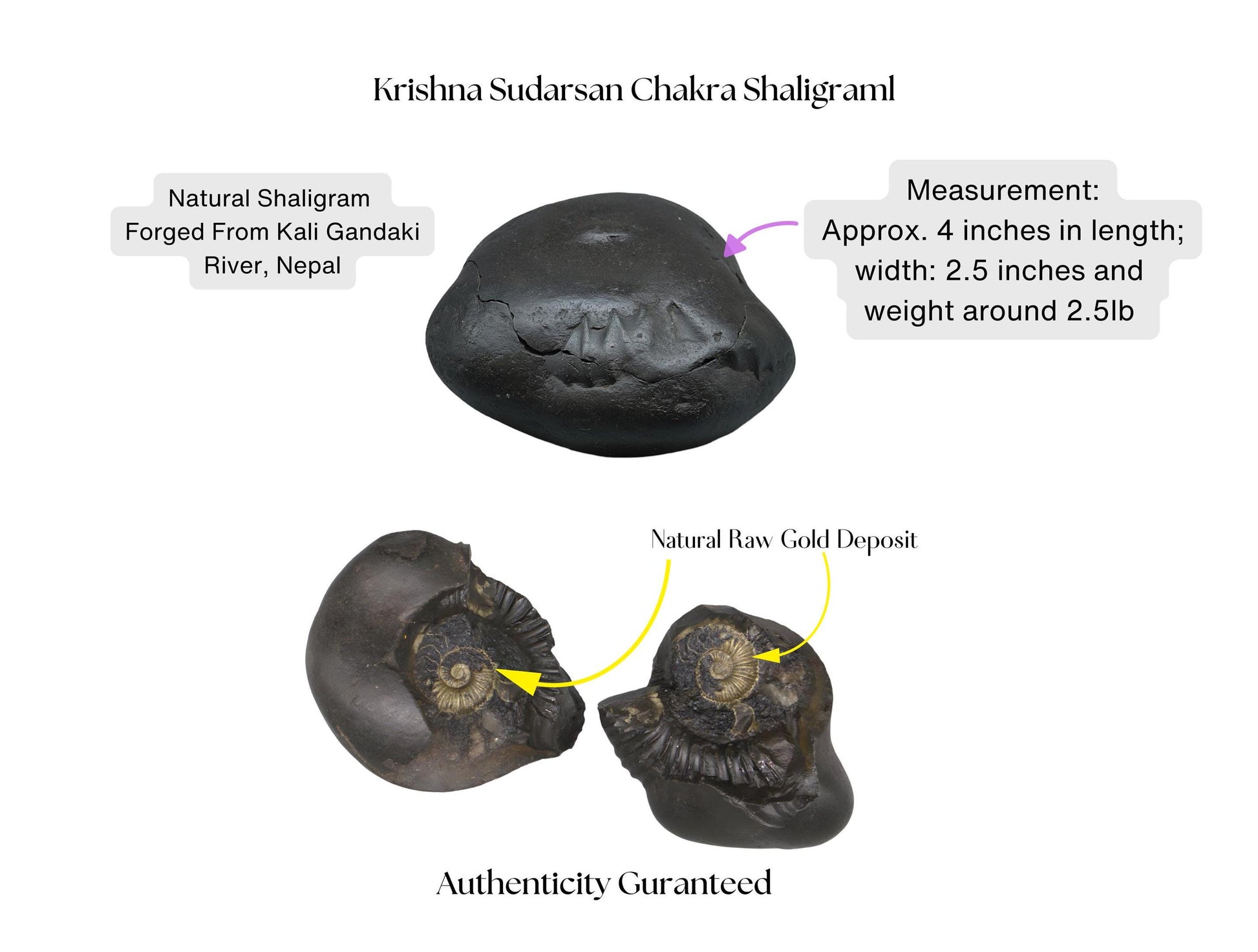 Krishna Sudarshana Chakra Shaligram With Natural Raw Gold